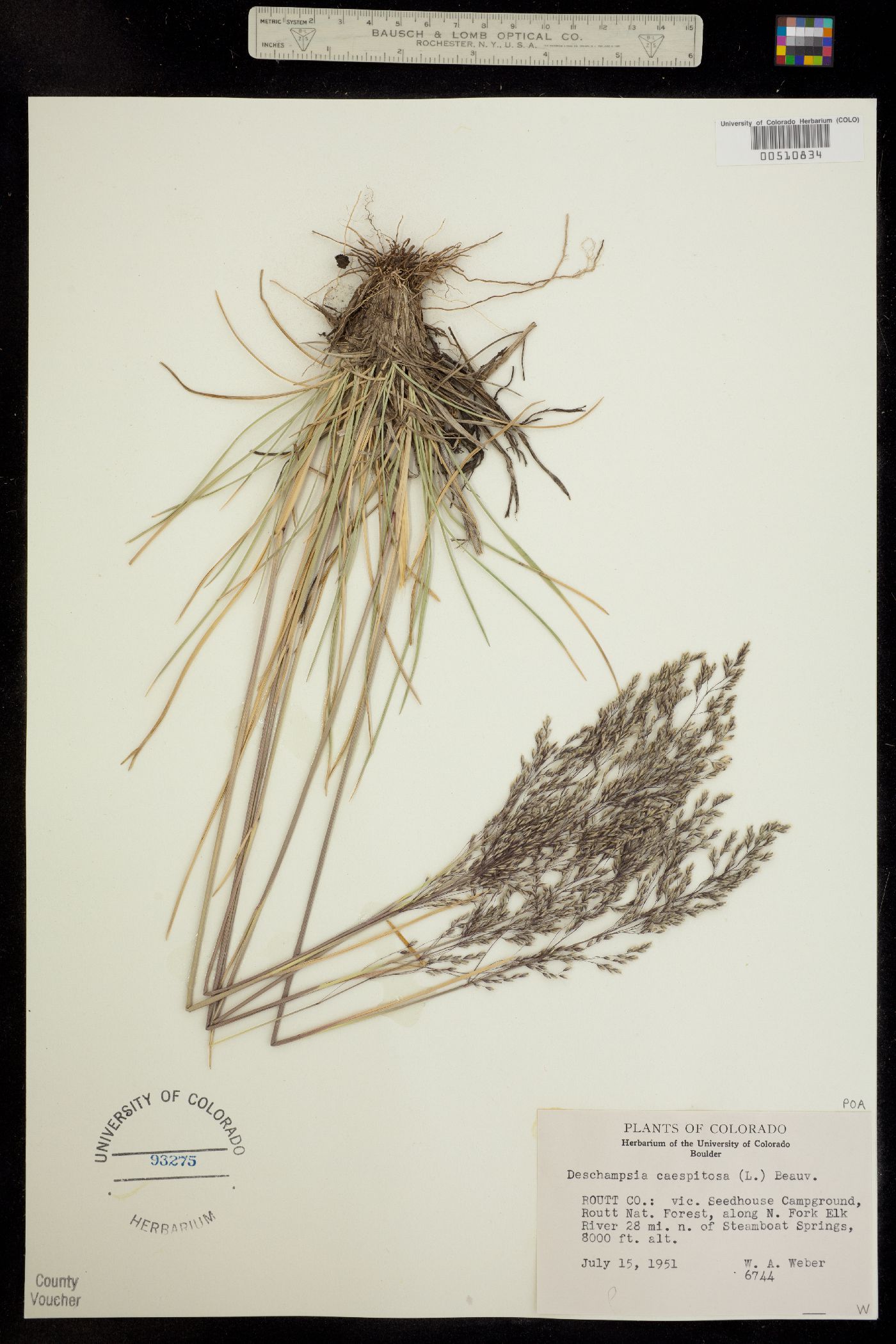 Deschampsia cespitosa image