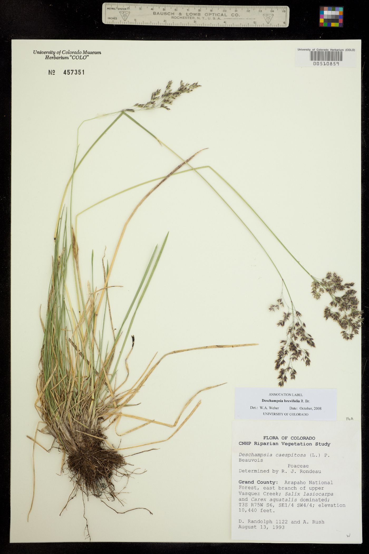 Deschampsia brevifolia image