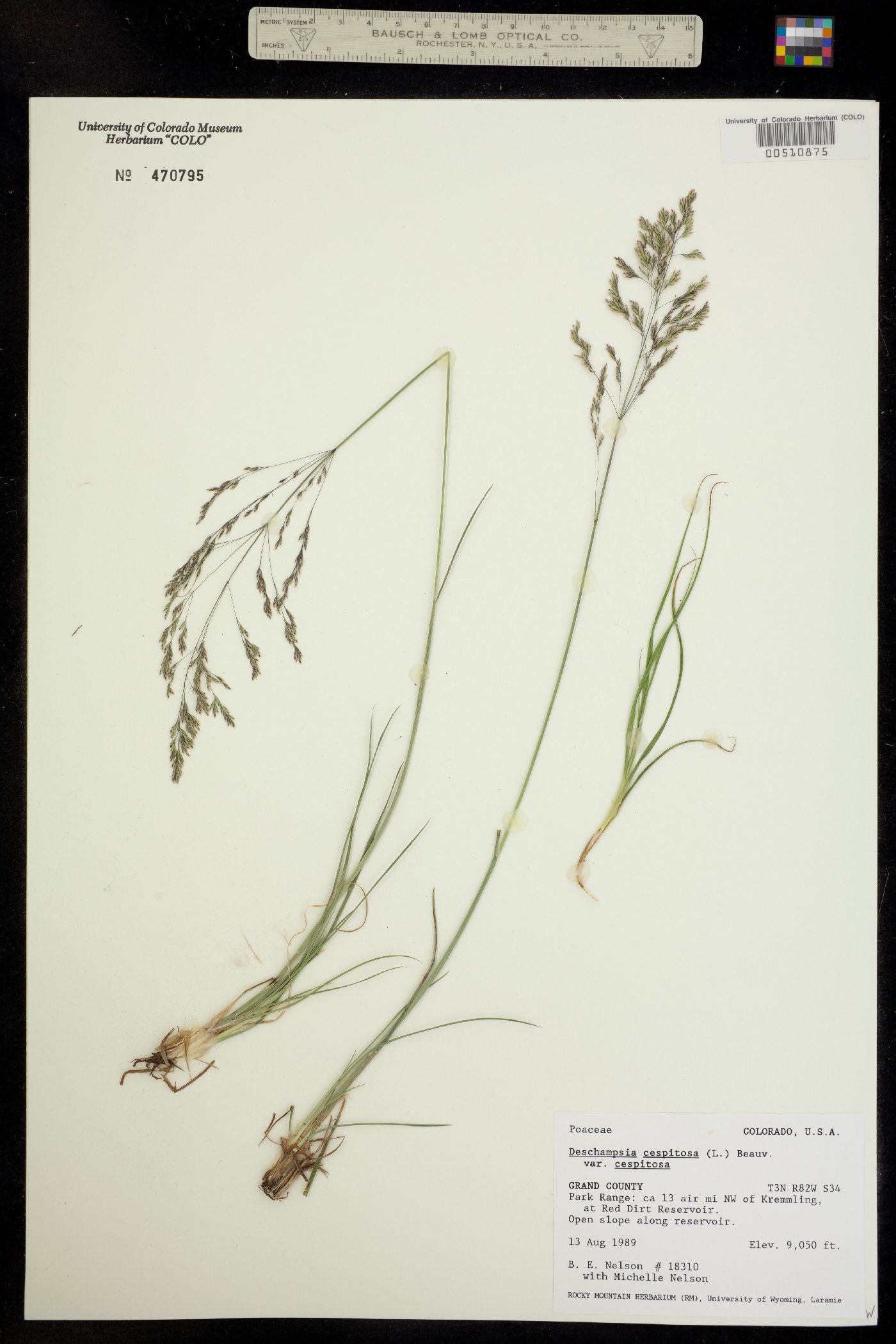 Deschampsia cespitosa ssp. cespitosa image