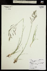 Deschampsia cespitosa ssp. cespitosa image