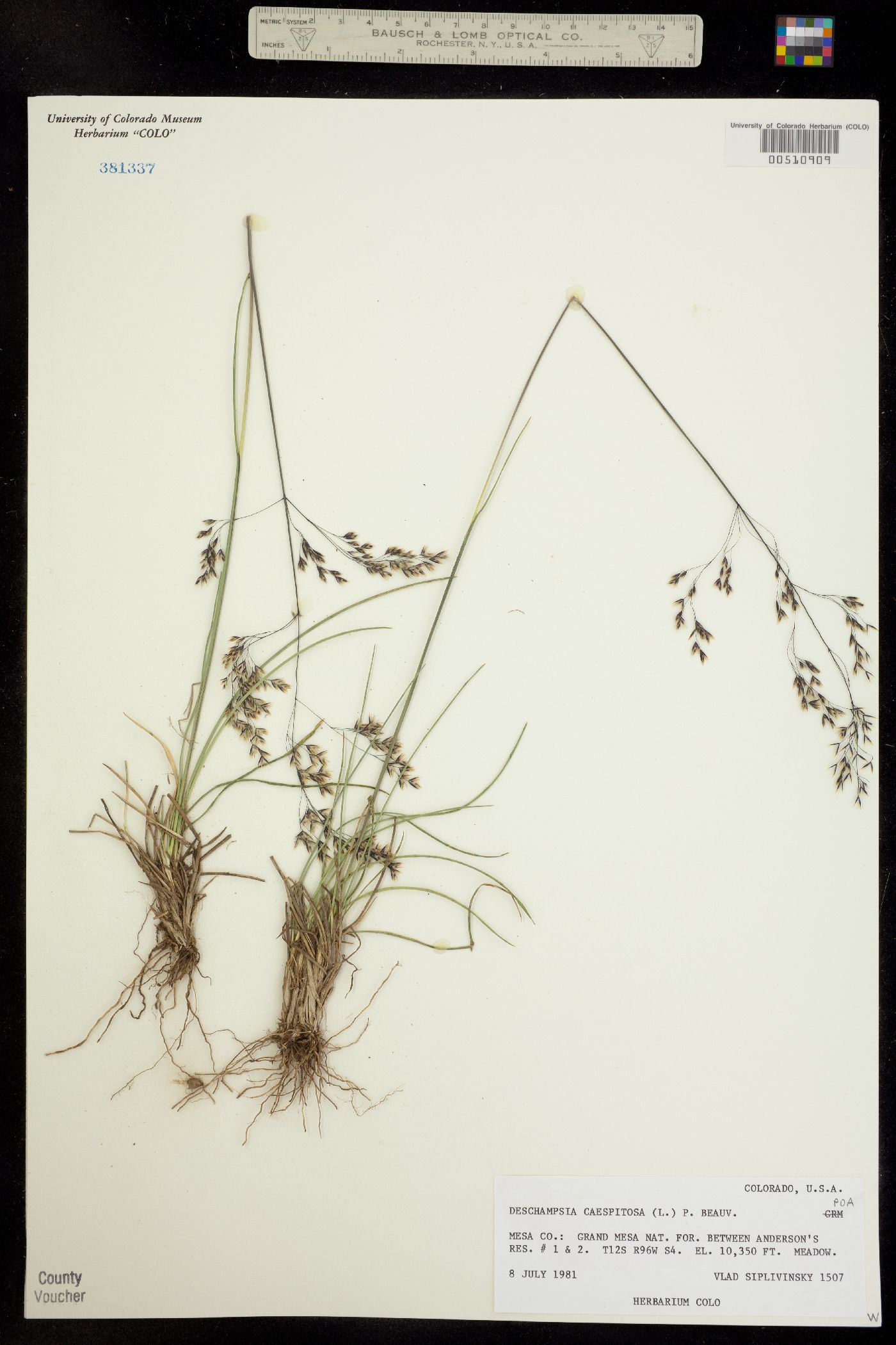 Deschampsia cespitosa image