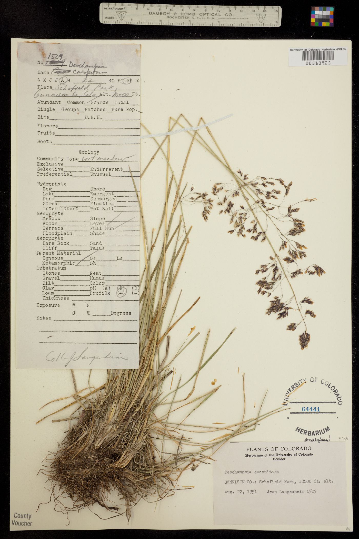 Deschampsia image