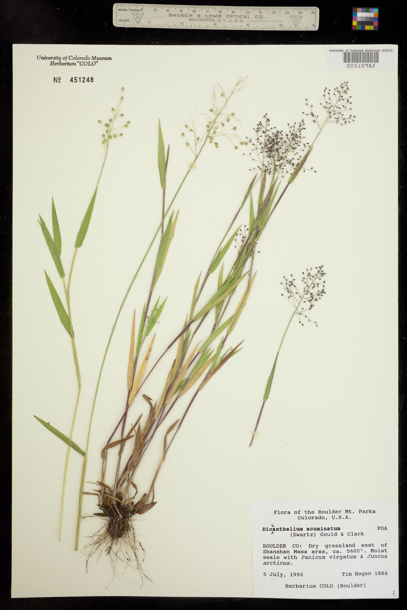 Dichanthelium acuminatum var. acuminatum image