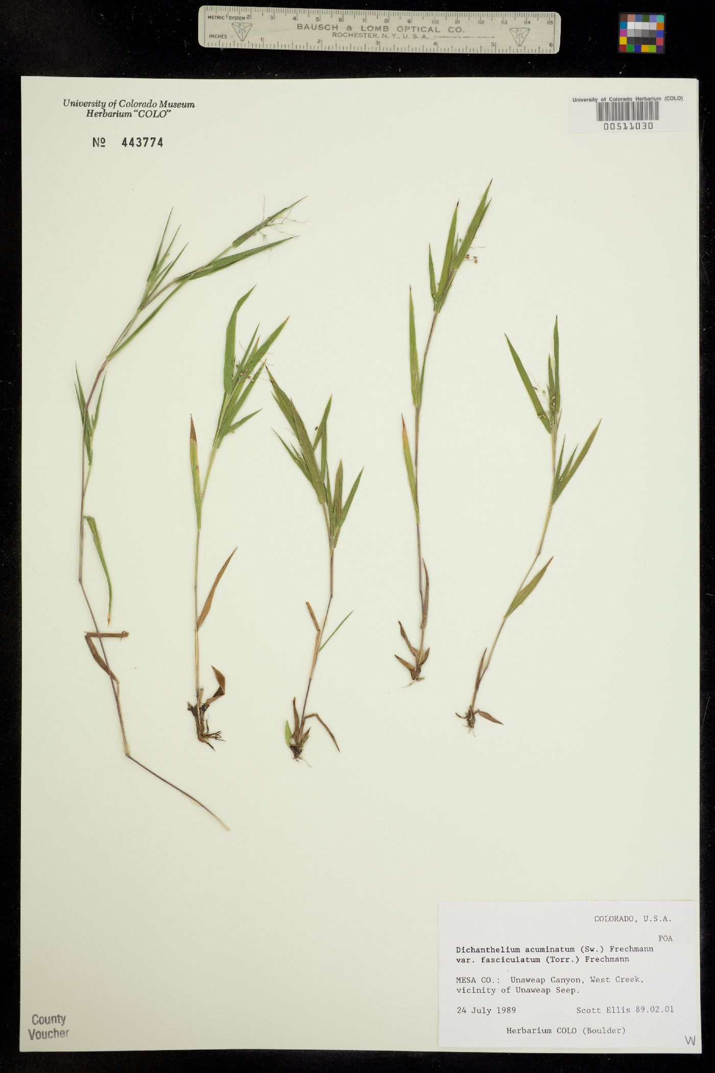 Dichanthelium acuminatum image