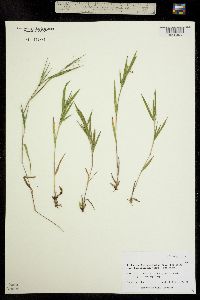 Dichanthelium acuminatum subsp. sericeum image