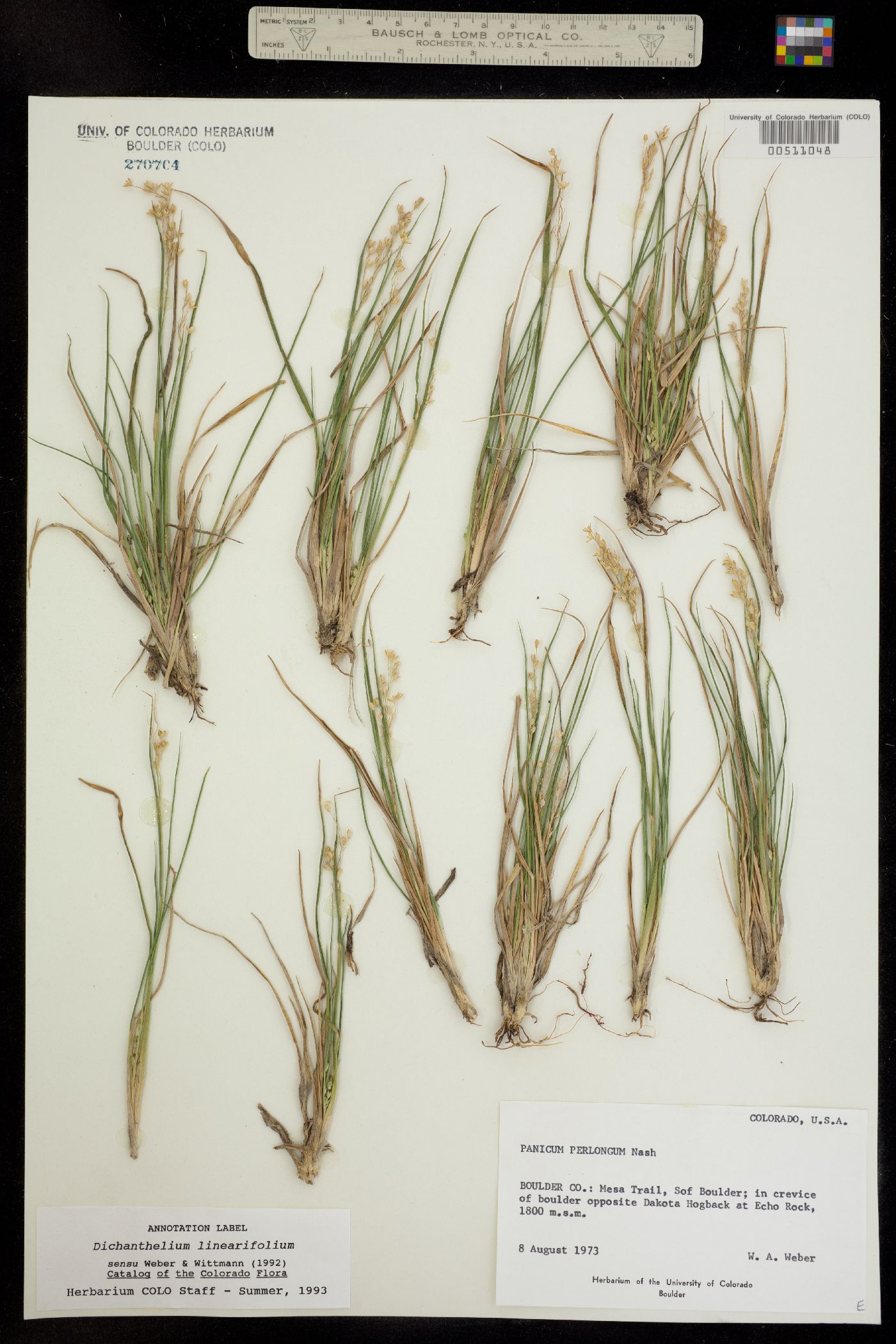 Dichanthelium linearifolium image