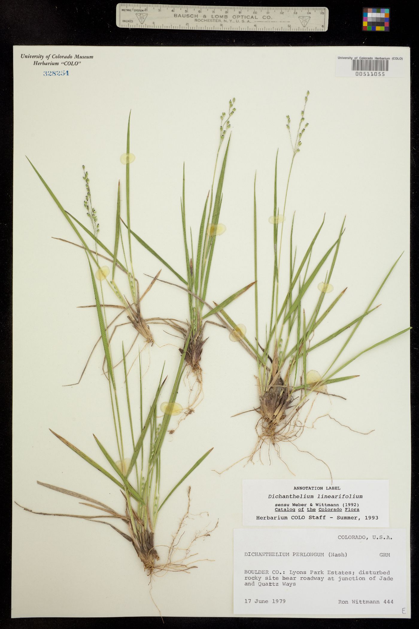 Dichanthelium linearifolium image