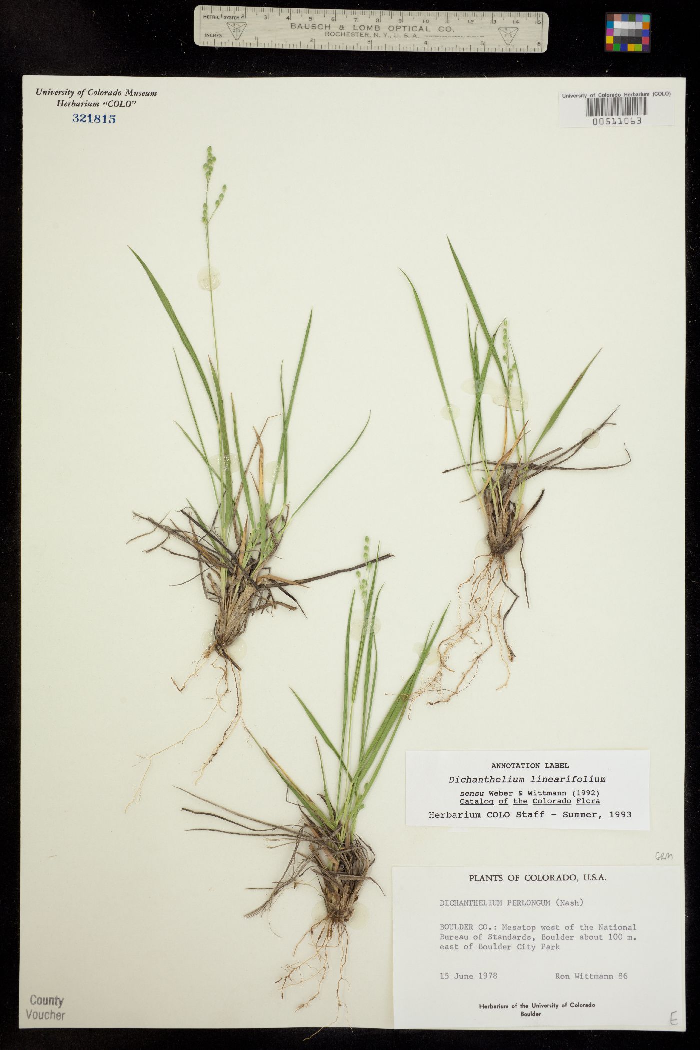 Dichanthelium linearifolium image