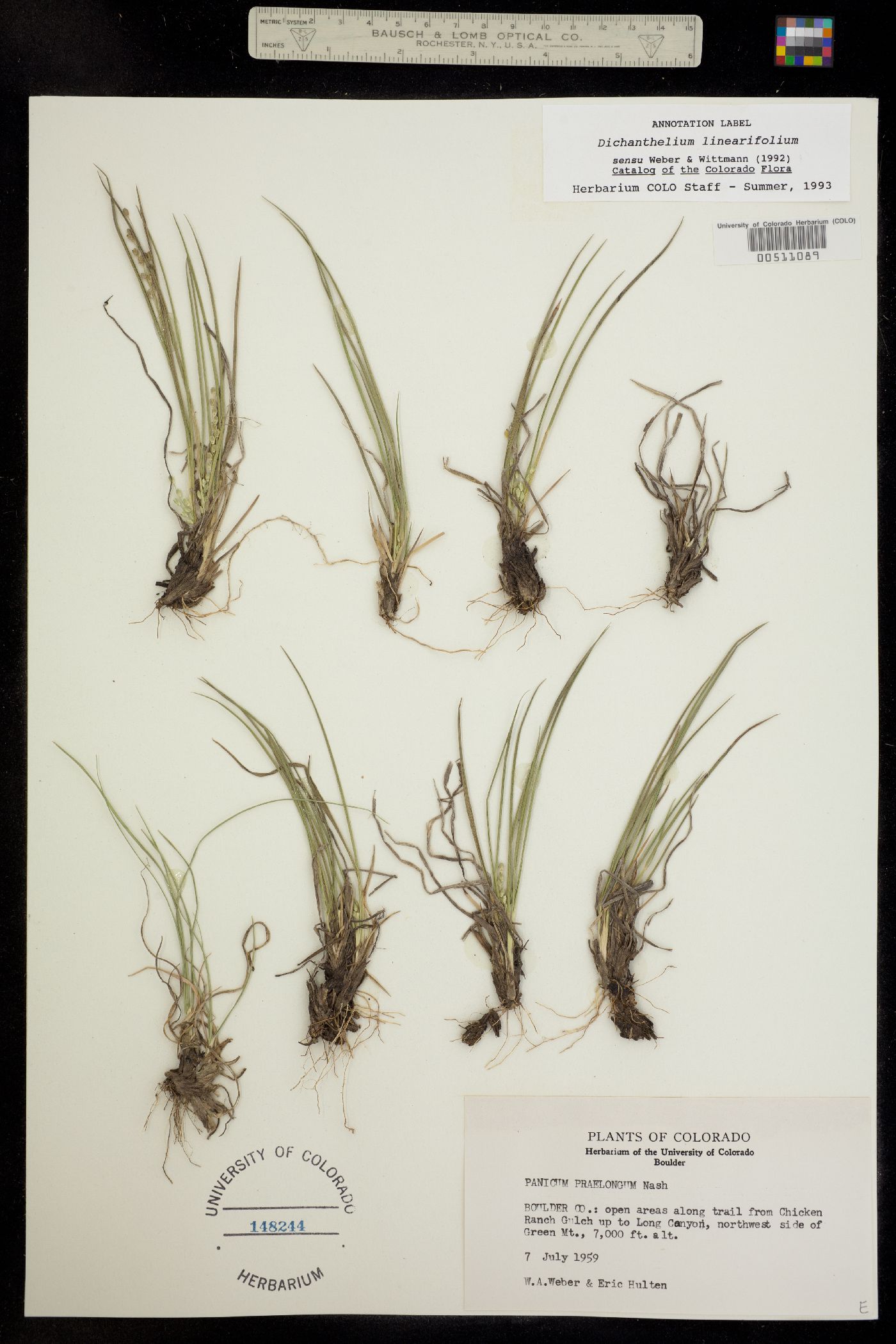 Dichanthelium linearifolium image