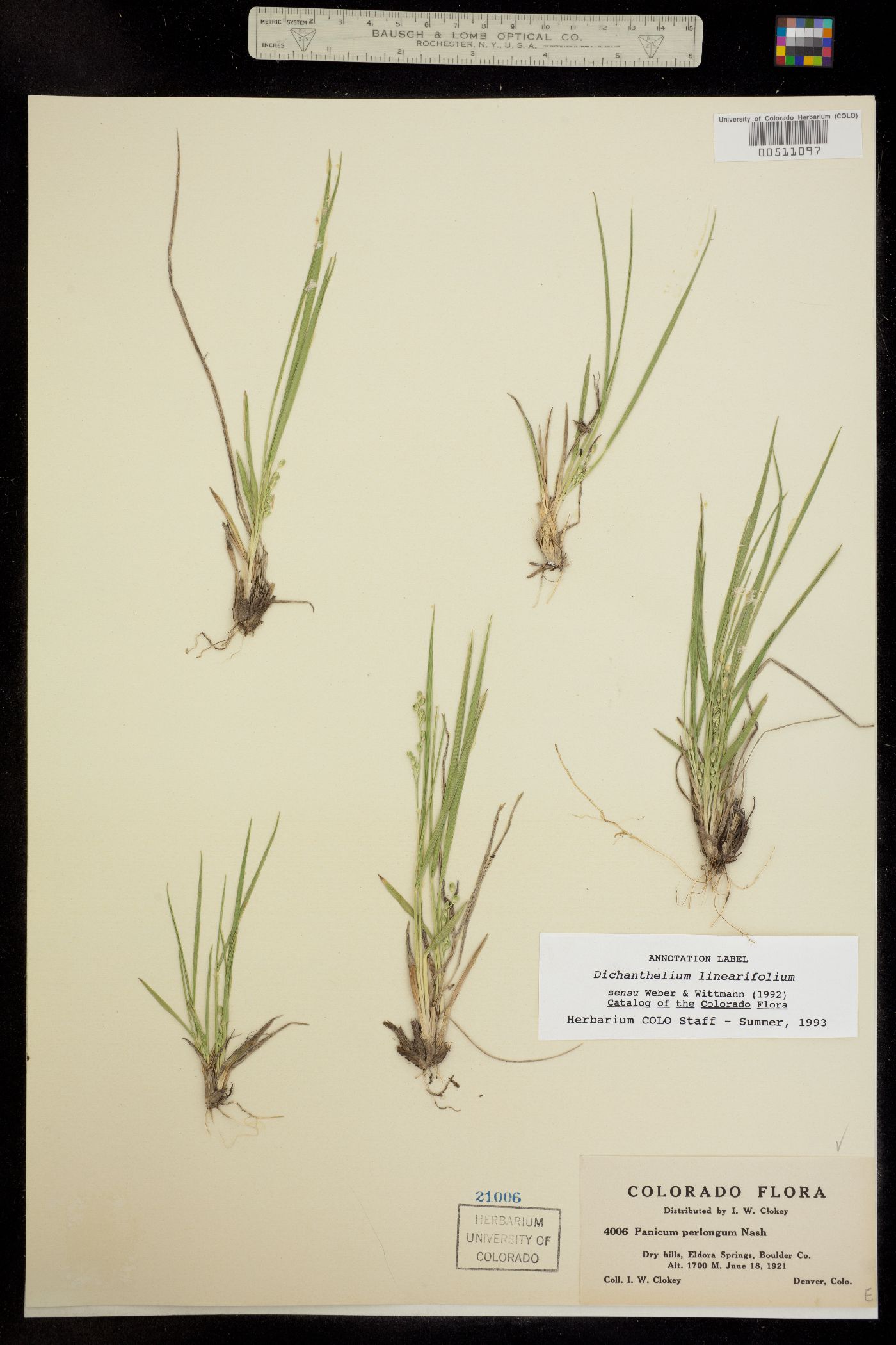 Dichanthelium linearifolium image