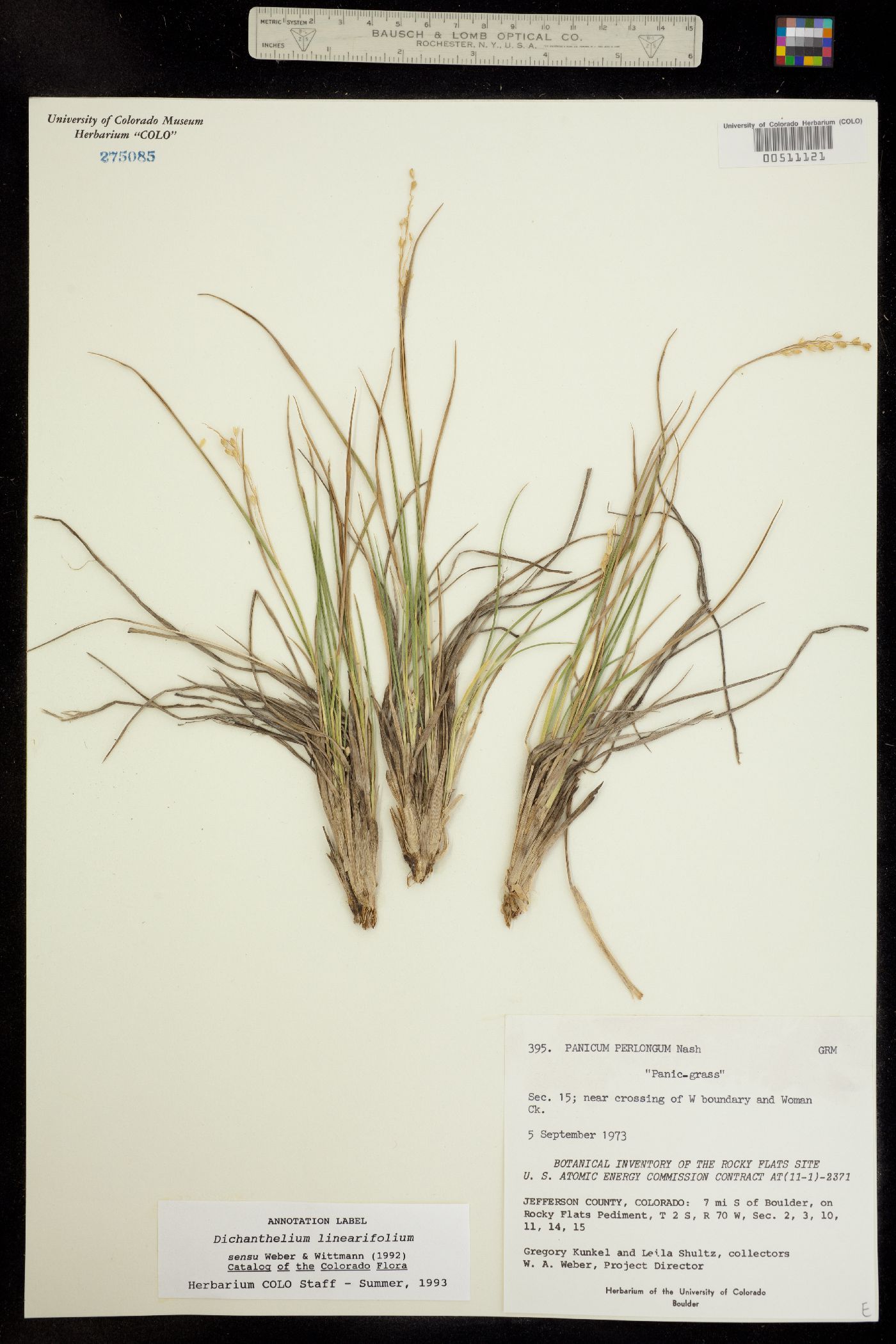 Dichanthelium linearifolium image