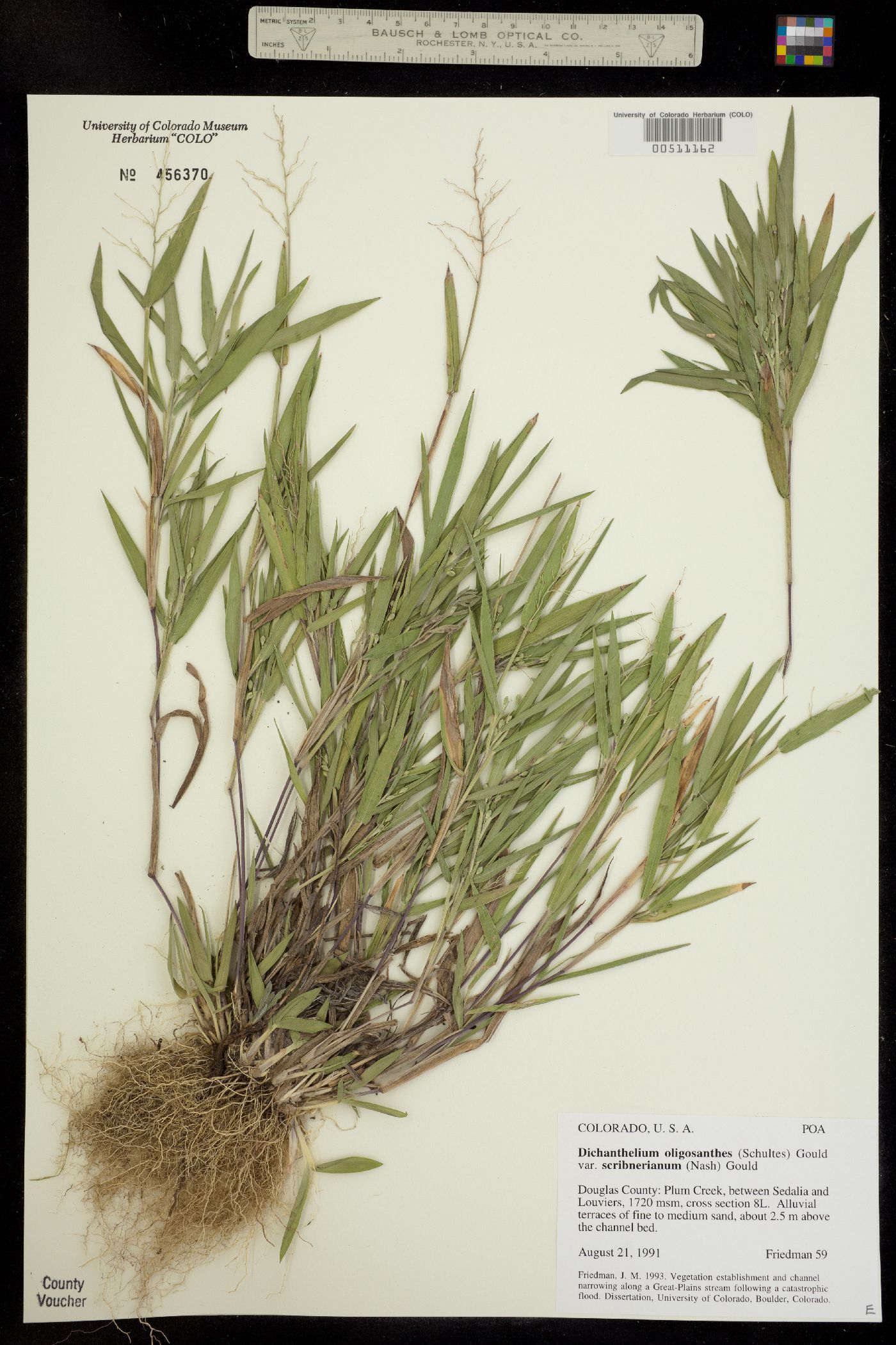 Dichanthelium oligosanthes image