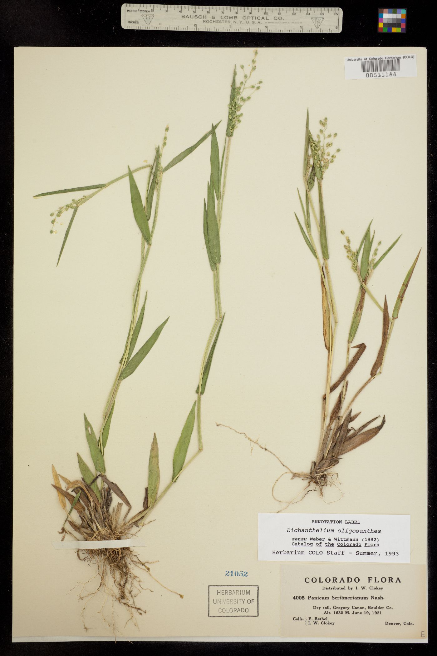 Dichanthelium oligosanthes image