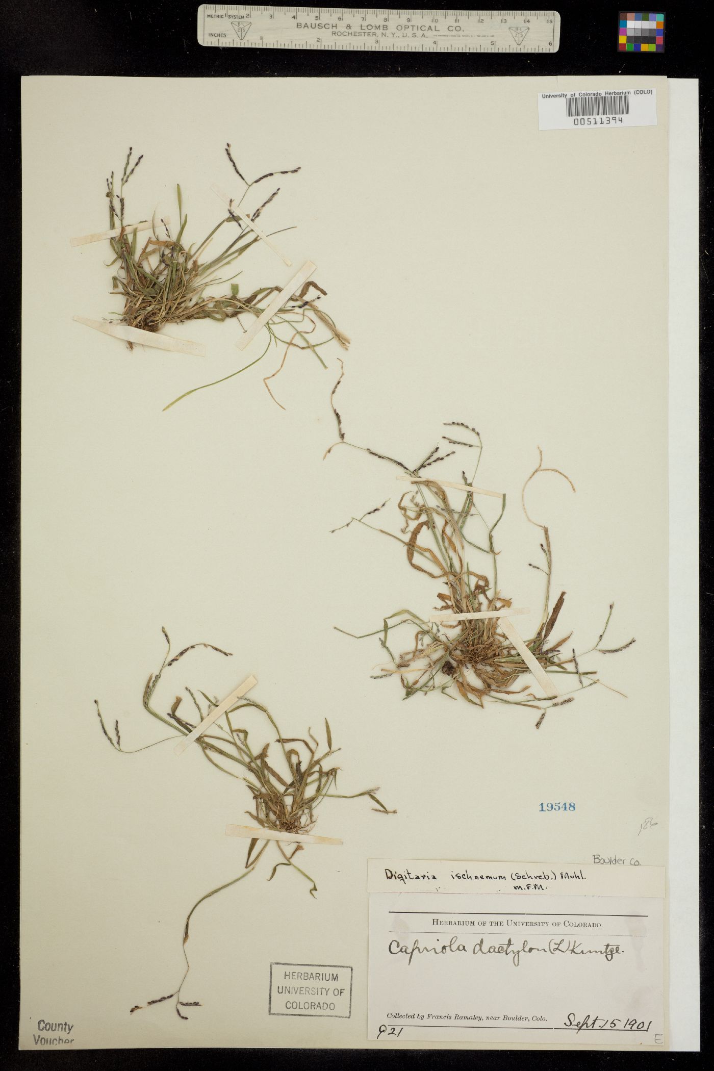 Digitaria ischaemum image