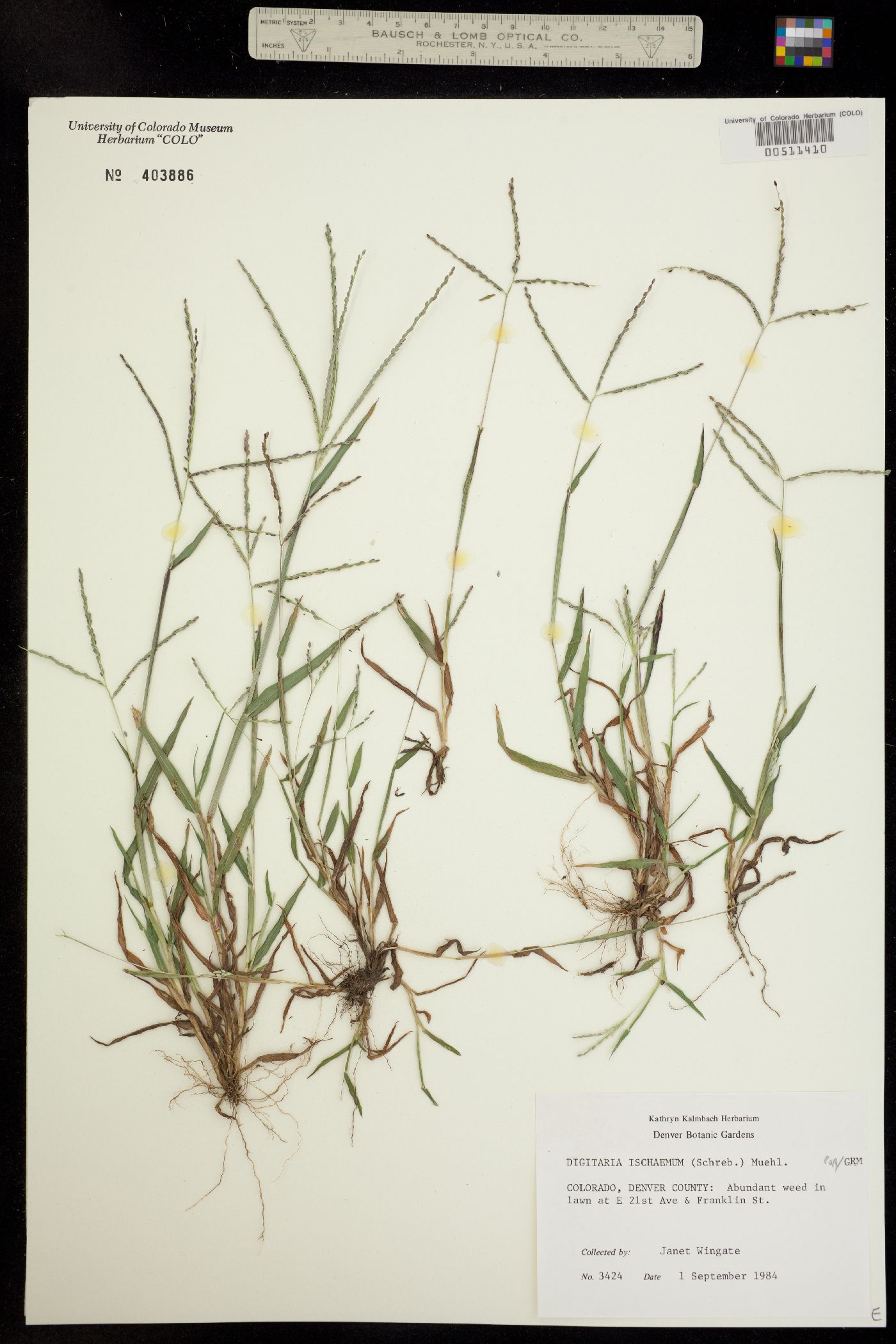 Digitaria ischaemum image