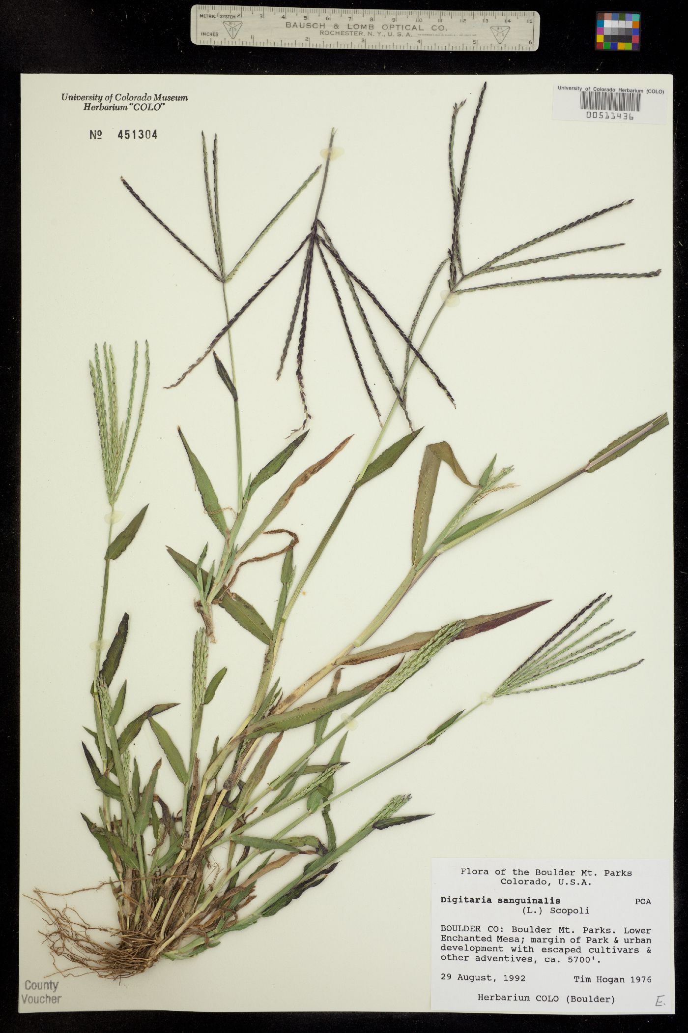 Digitaria sanguinalis image