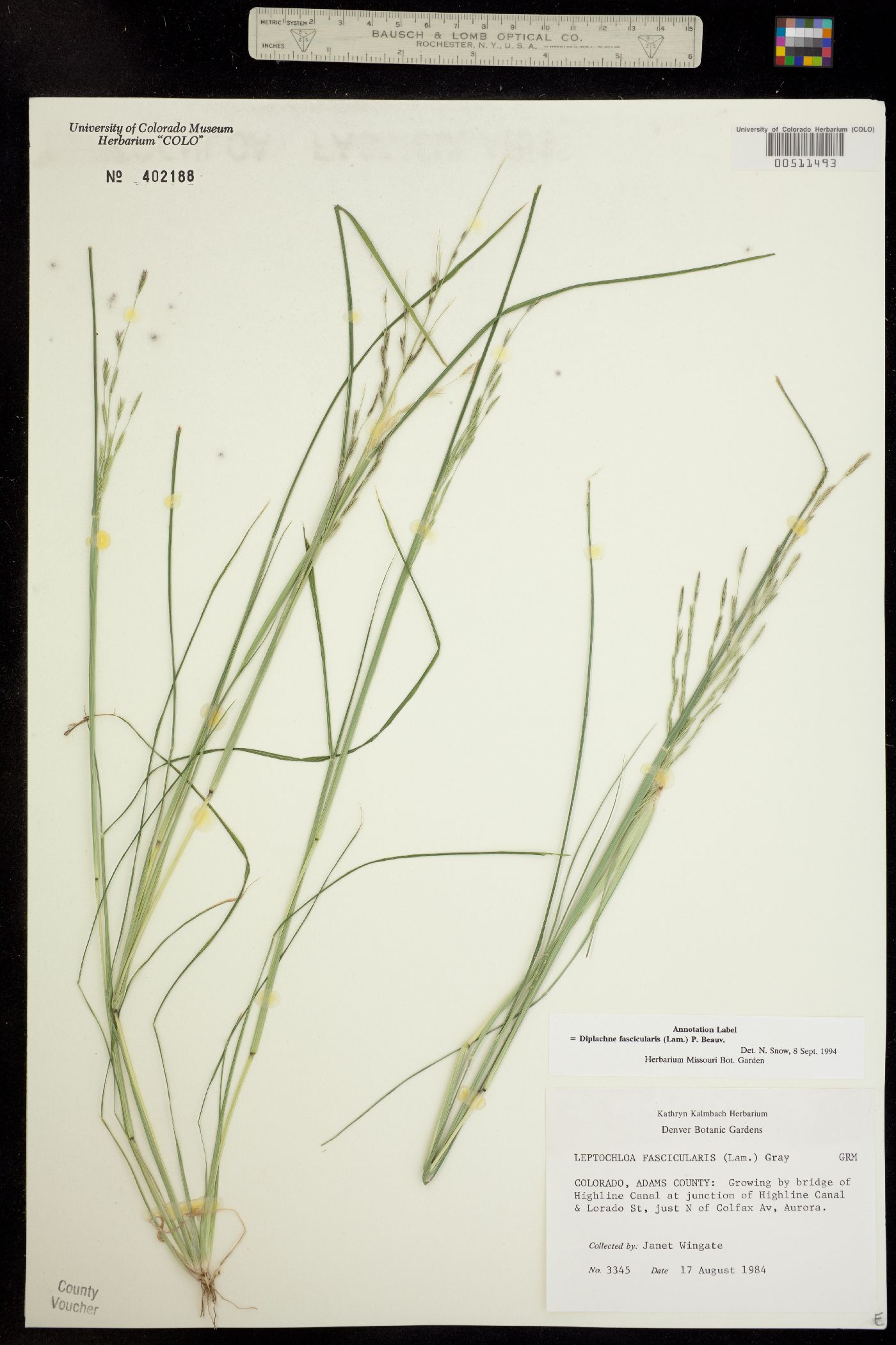 Leptochloa fusca ssp. fascicularis image