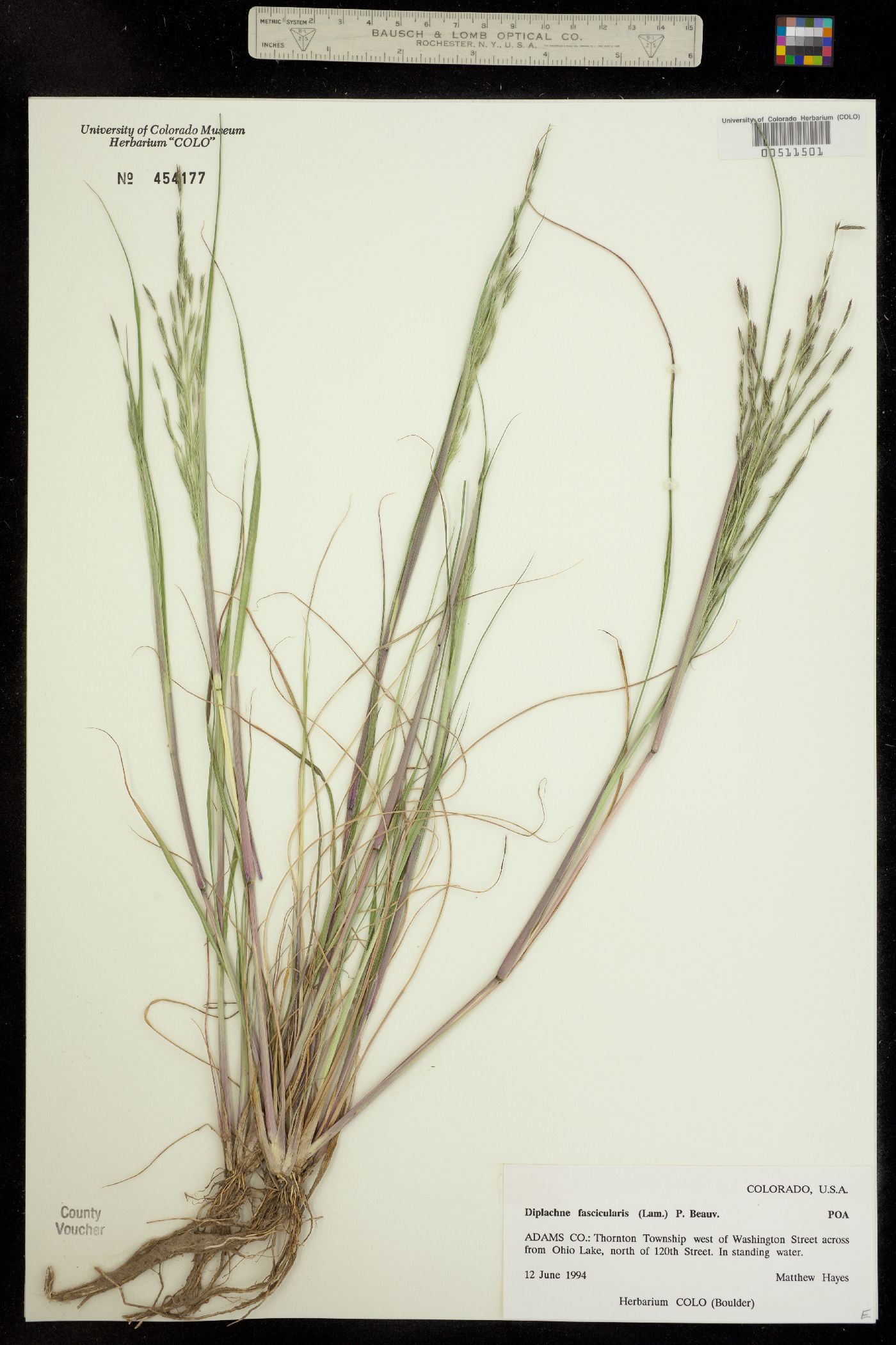 Leptochloa fusca image