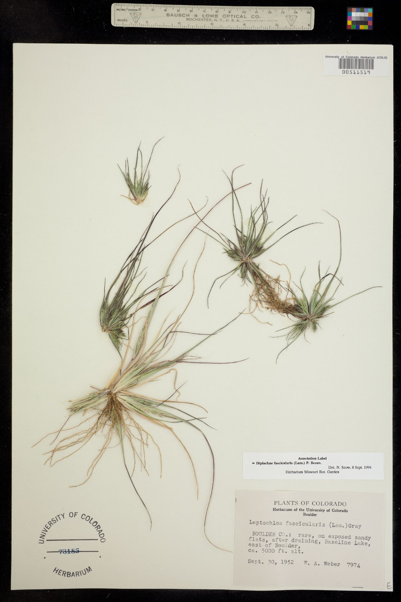Leptochloa fusca image