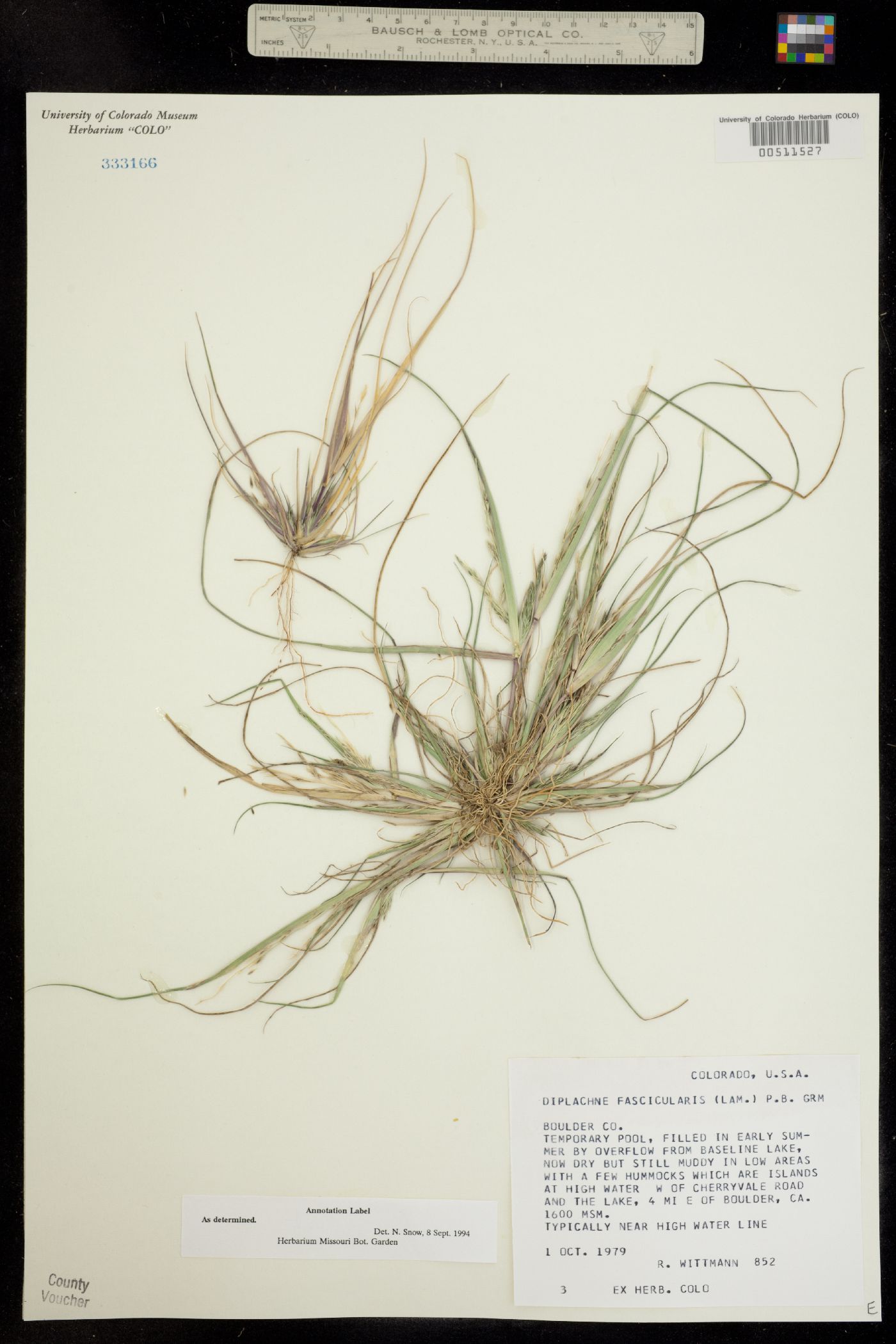 Leptochloa fusca ssp. fascicularis image