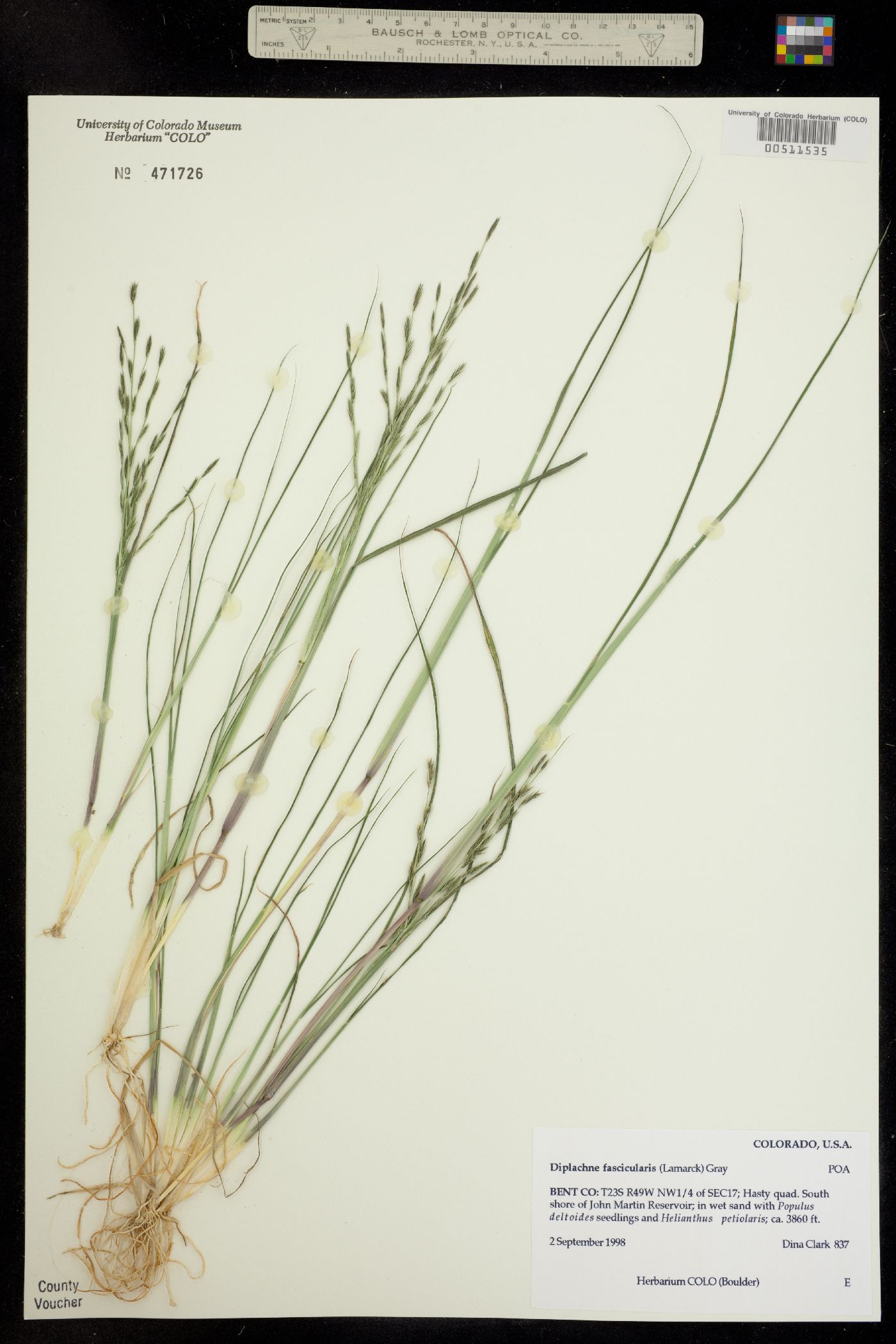 Leptochloa fusca ssp. fascicularis image