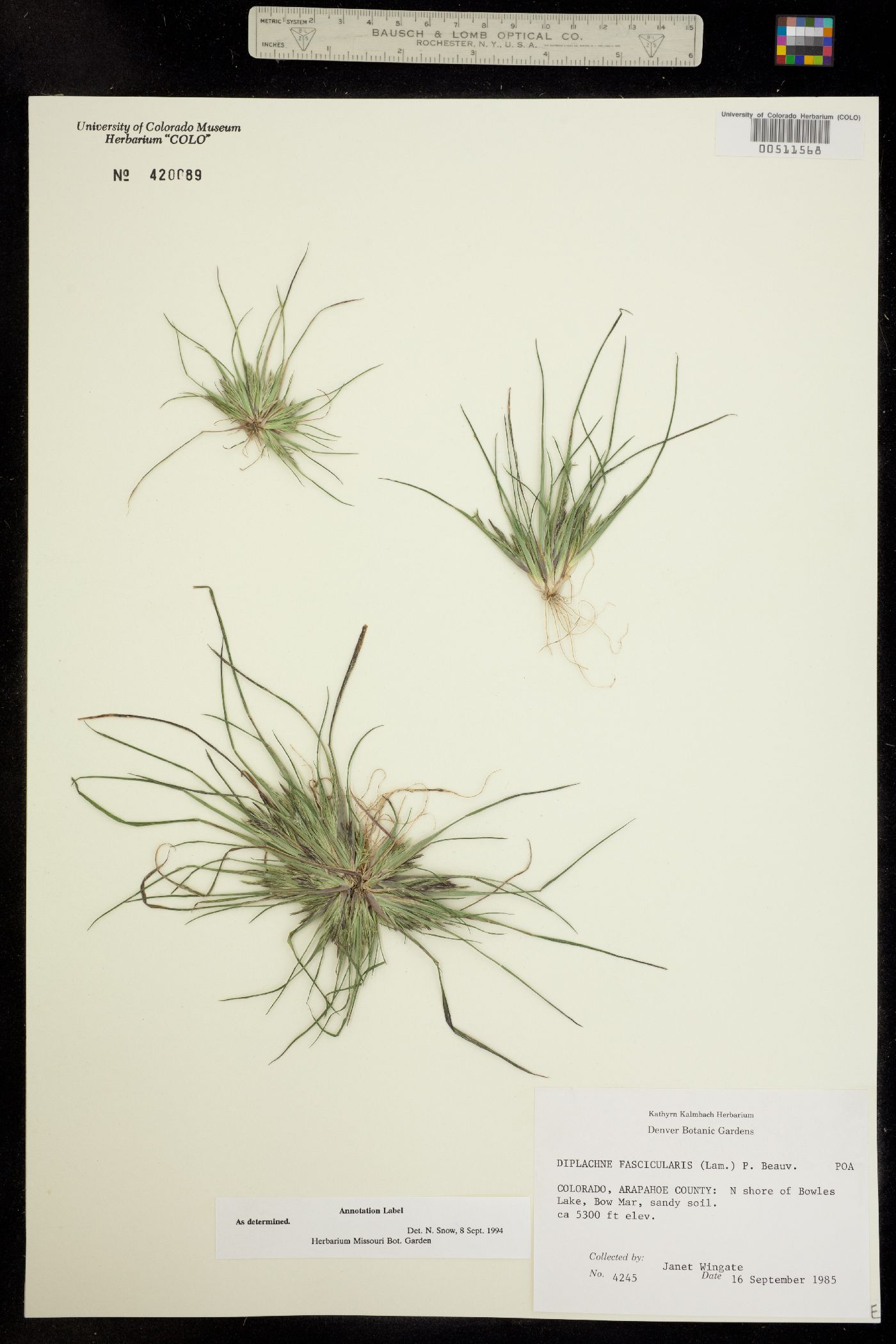 Leptochloa fusca image