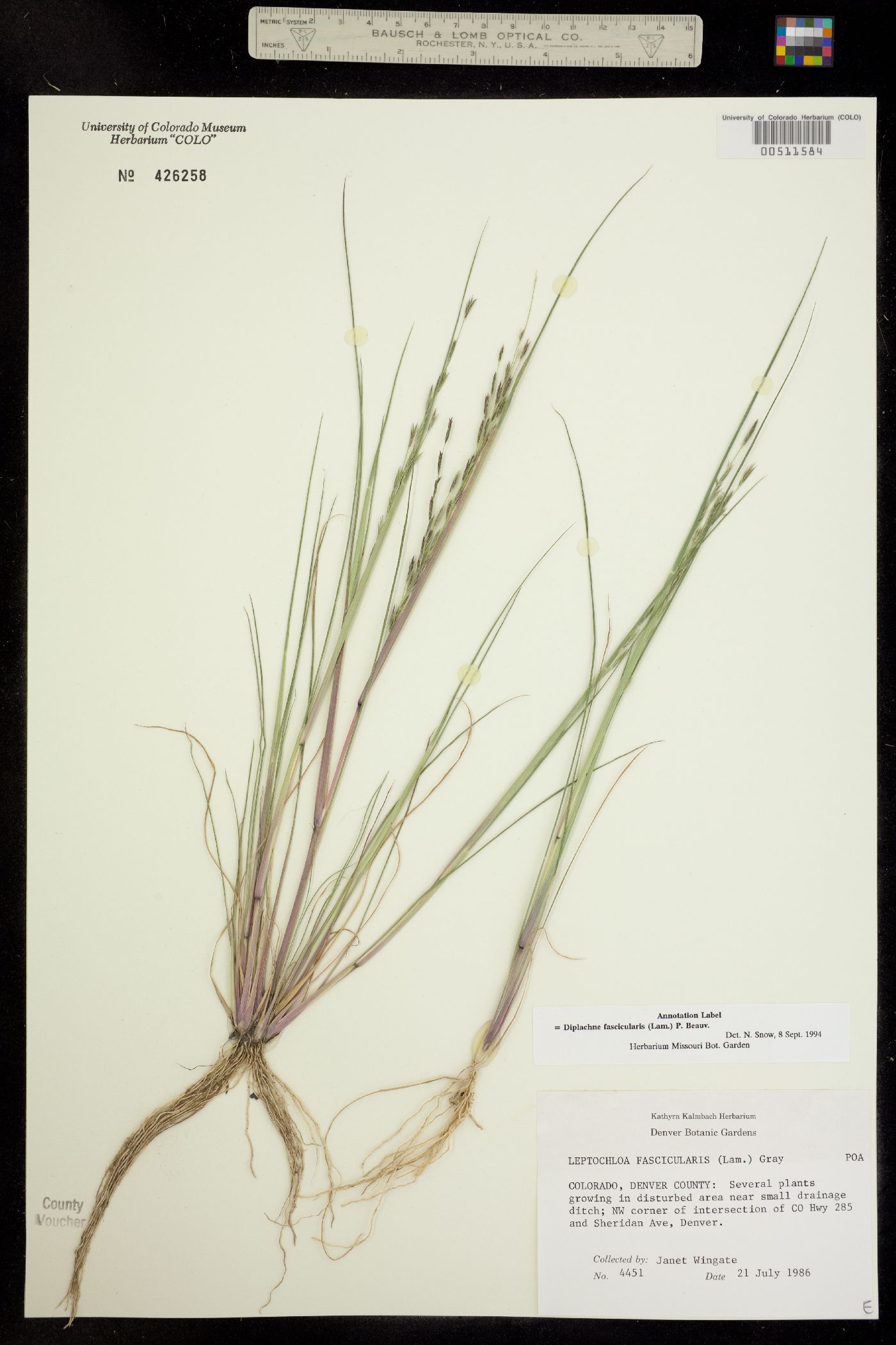 Leptochloa image