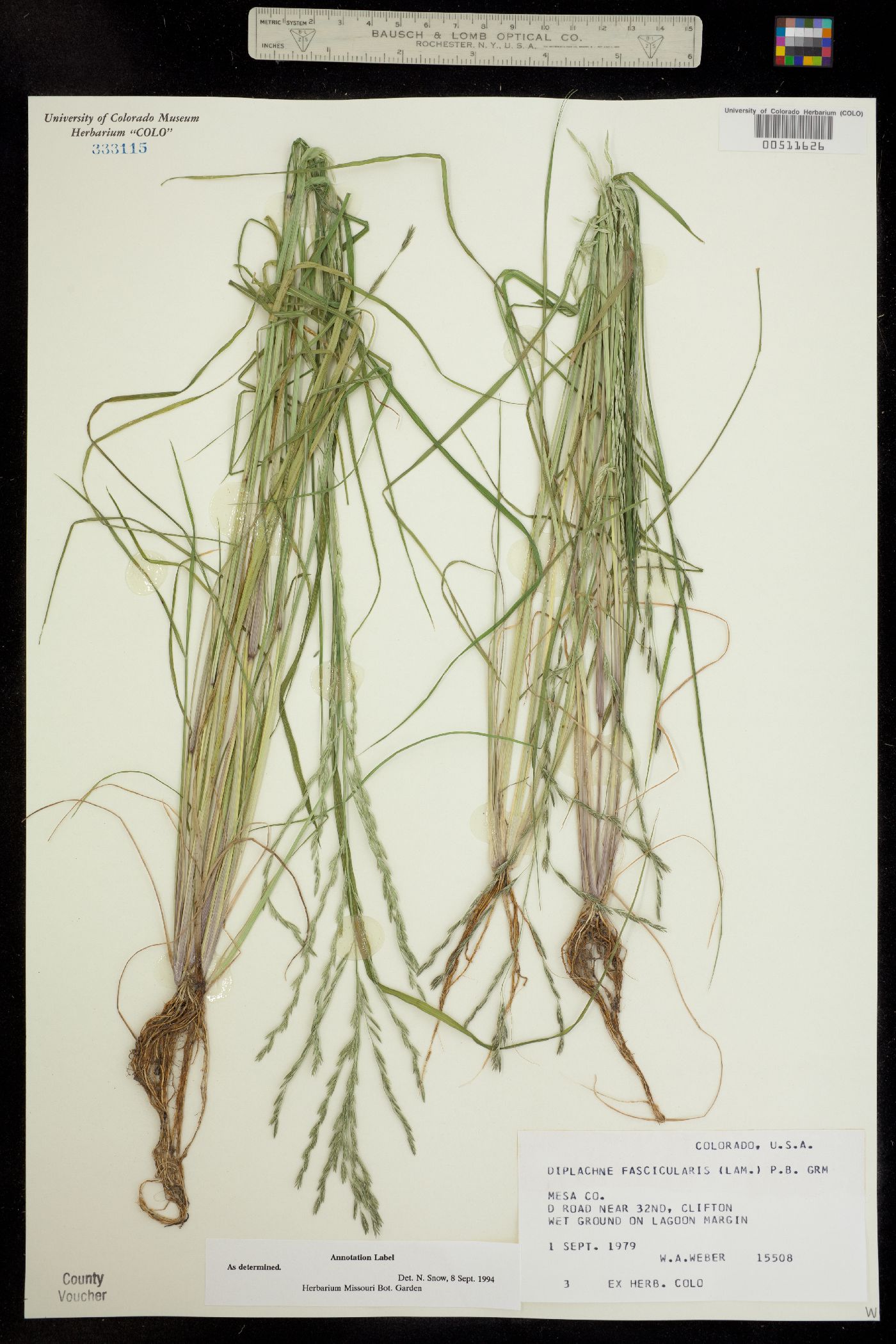 Leptochloa image