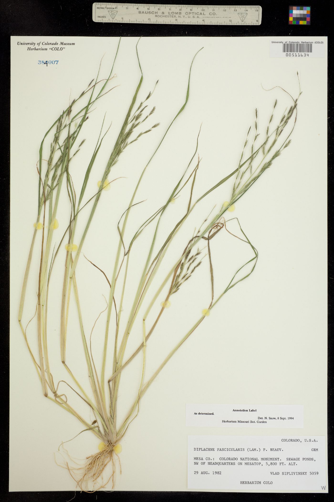 Leptochloa fusca image