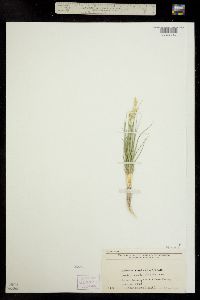 Distichlis spicata ssp. stricta image