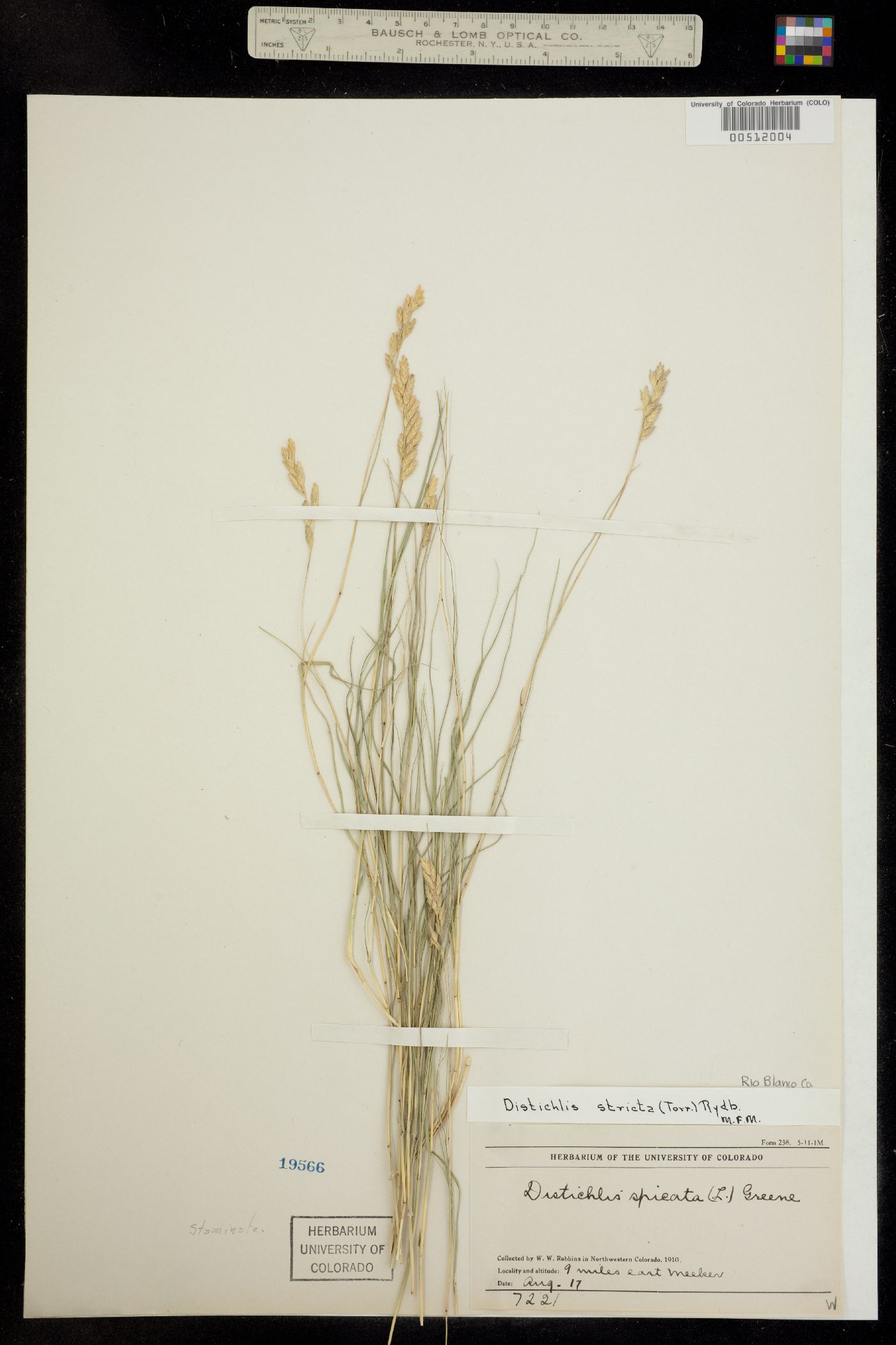 Distichlis spicata image