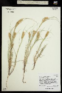 Distichlis spicata ssp. stricta image