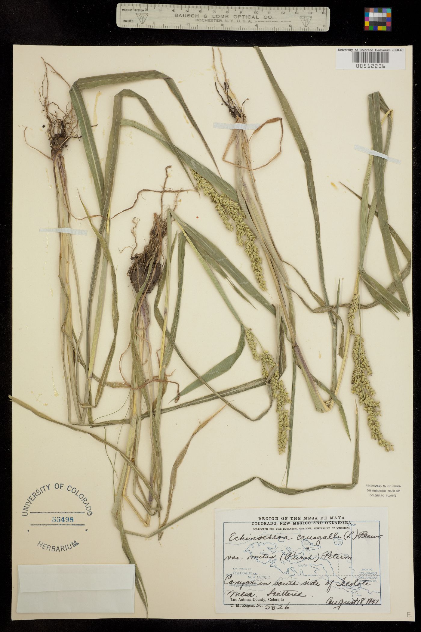 Echinochloa crus-galli image