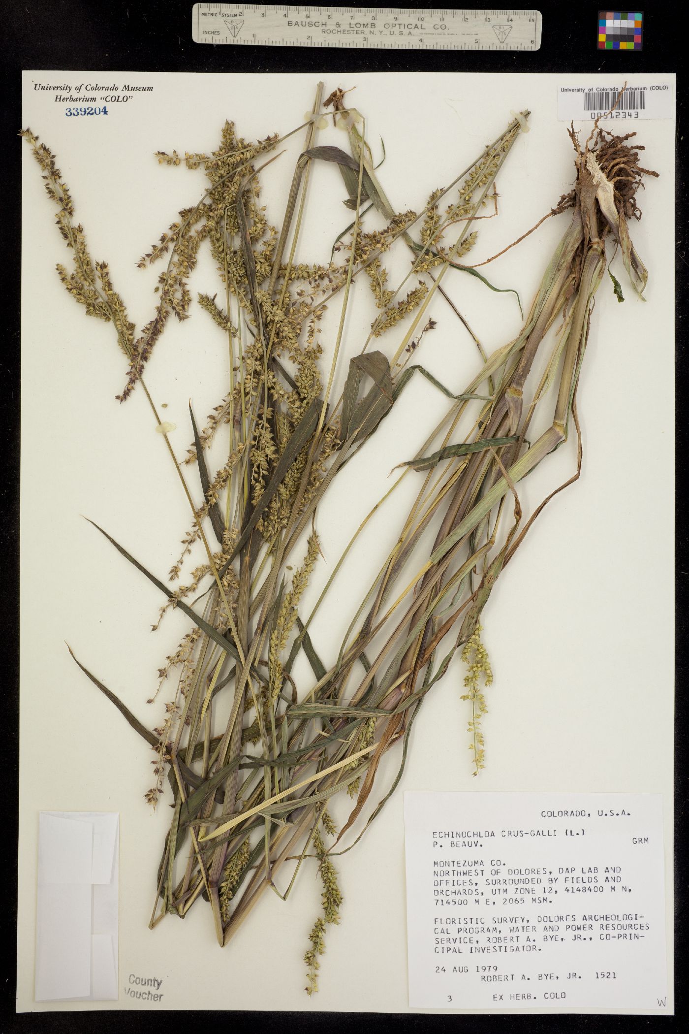 Echinochloa crus-galli image