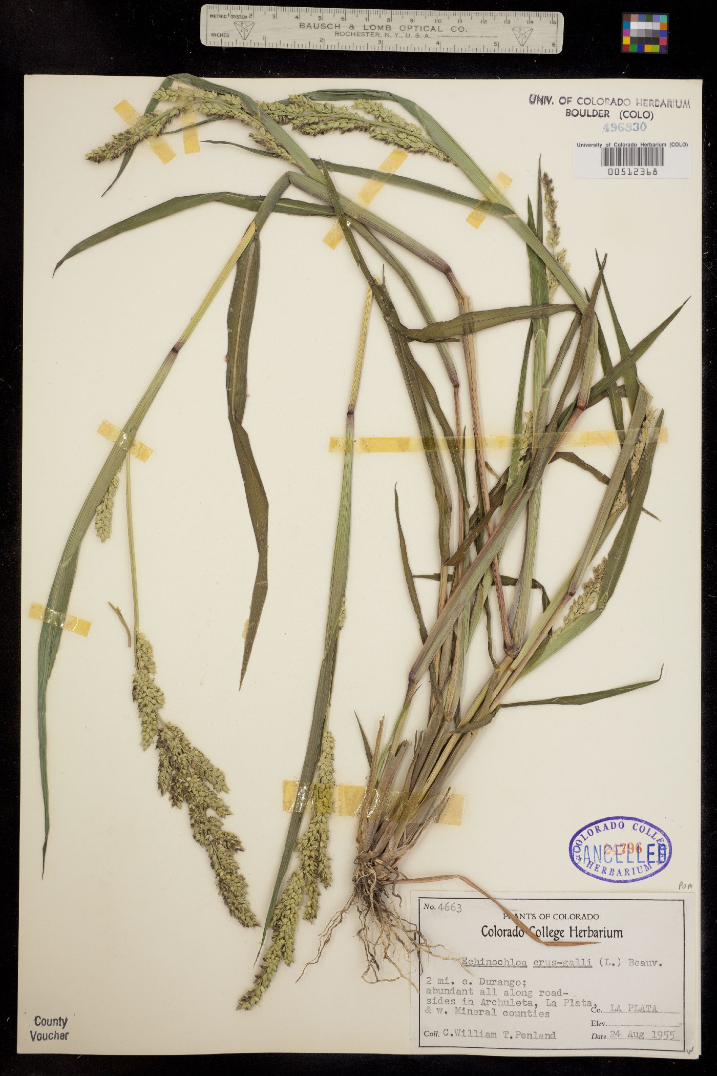 Echinochloa crus-galli image