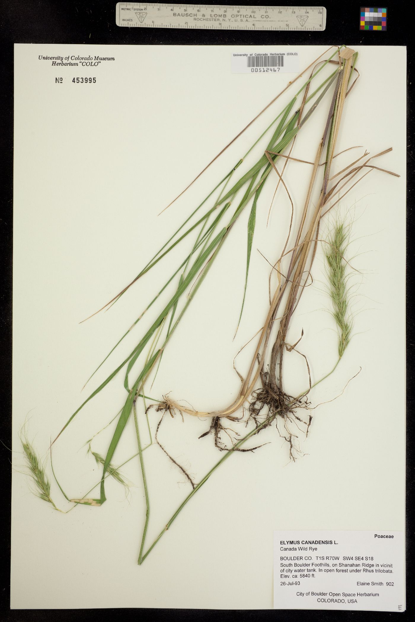 Elymus canadensis image