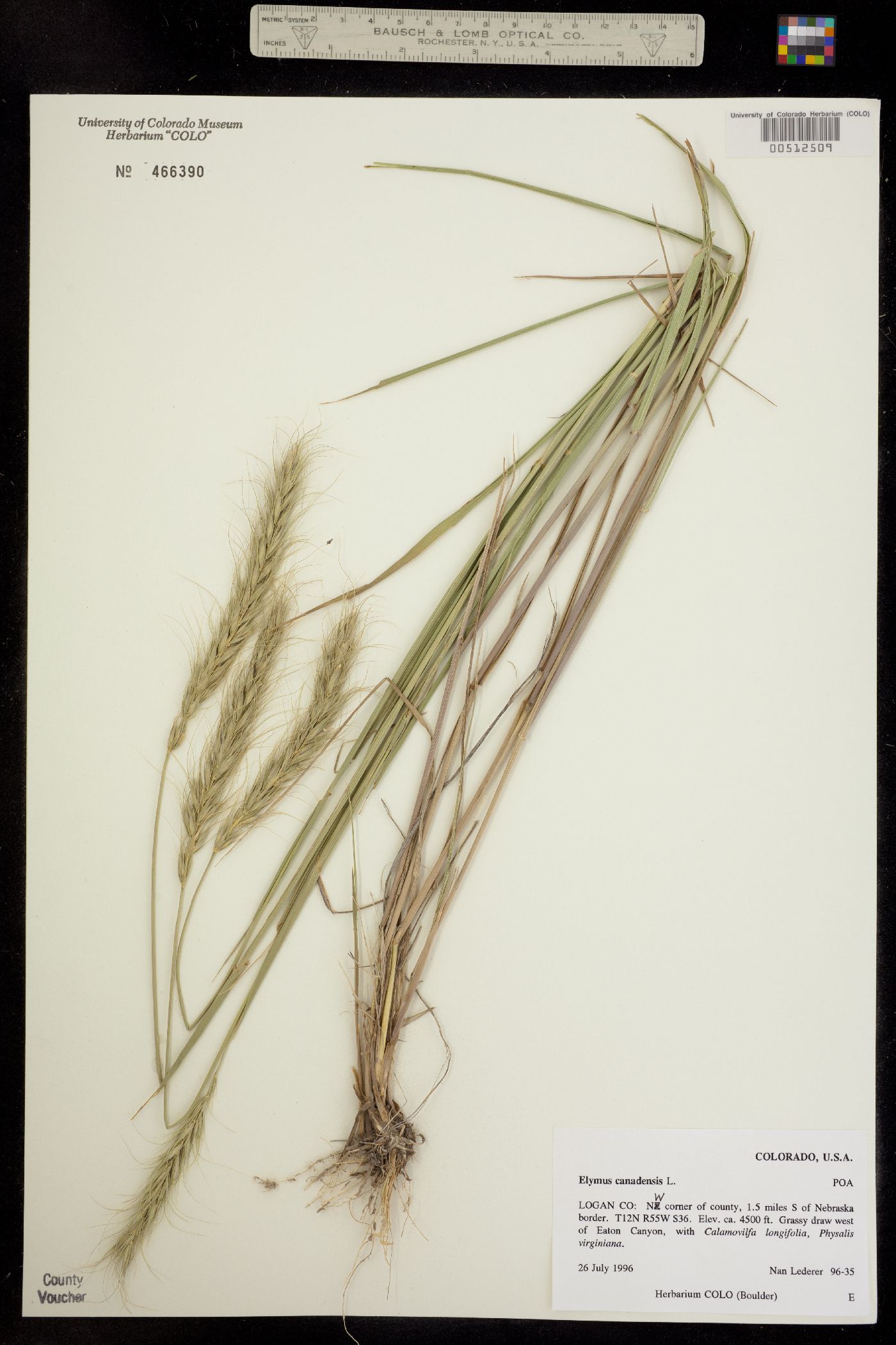 Elymus canadensis image