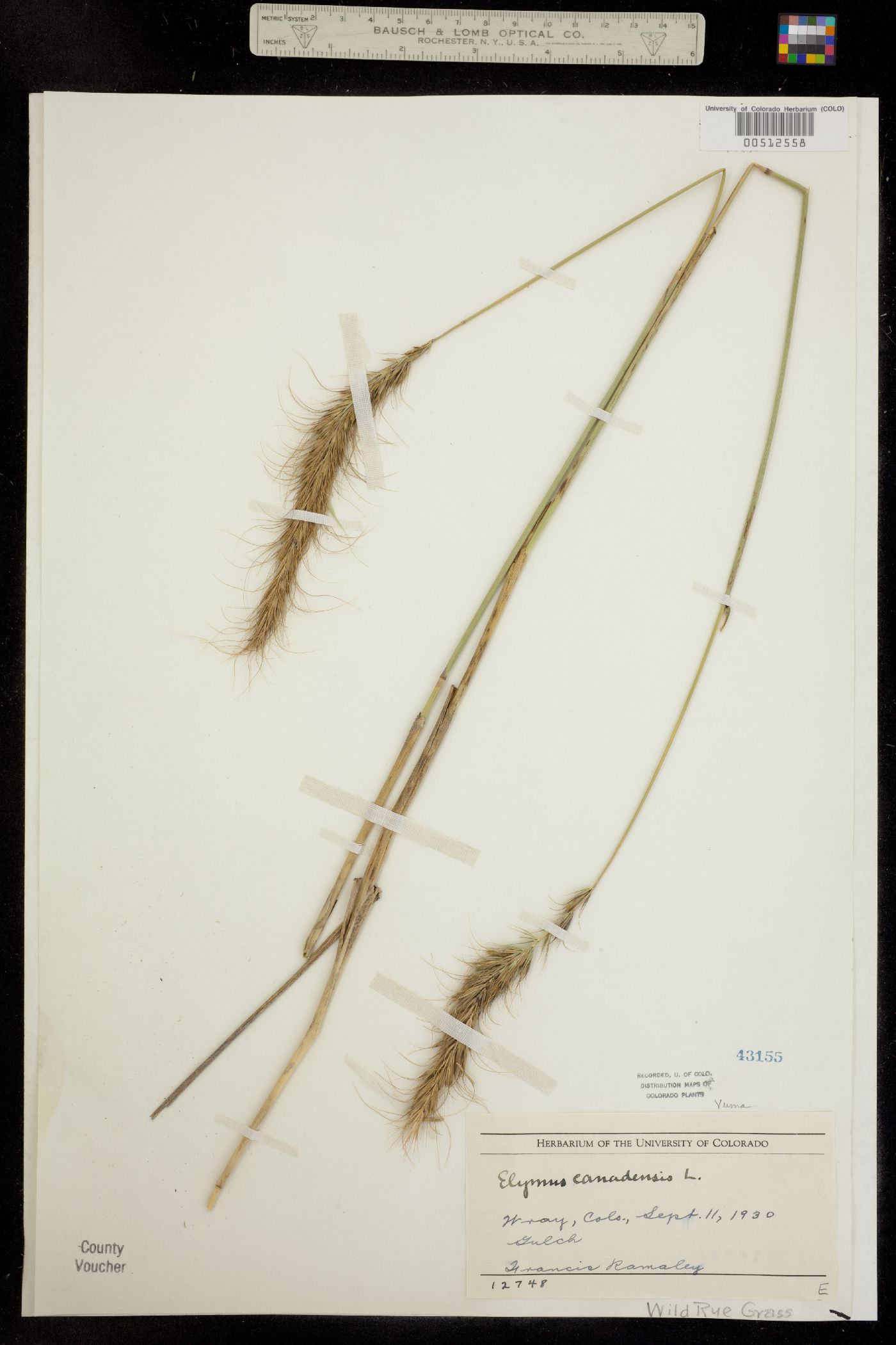 Elymus canadensis image