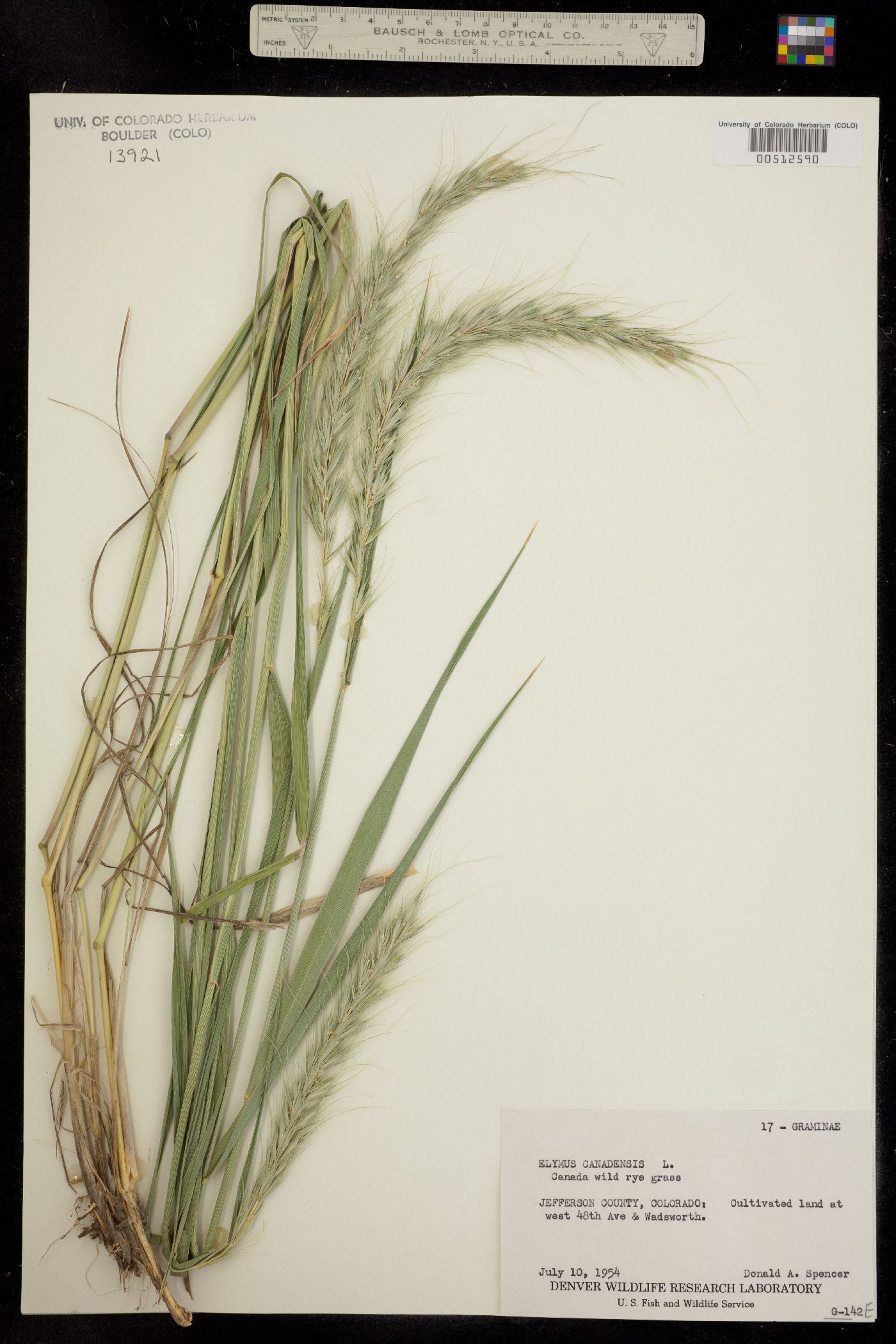 Elymus canadensis image