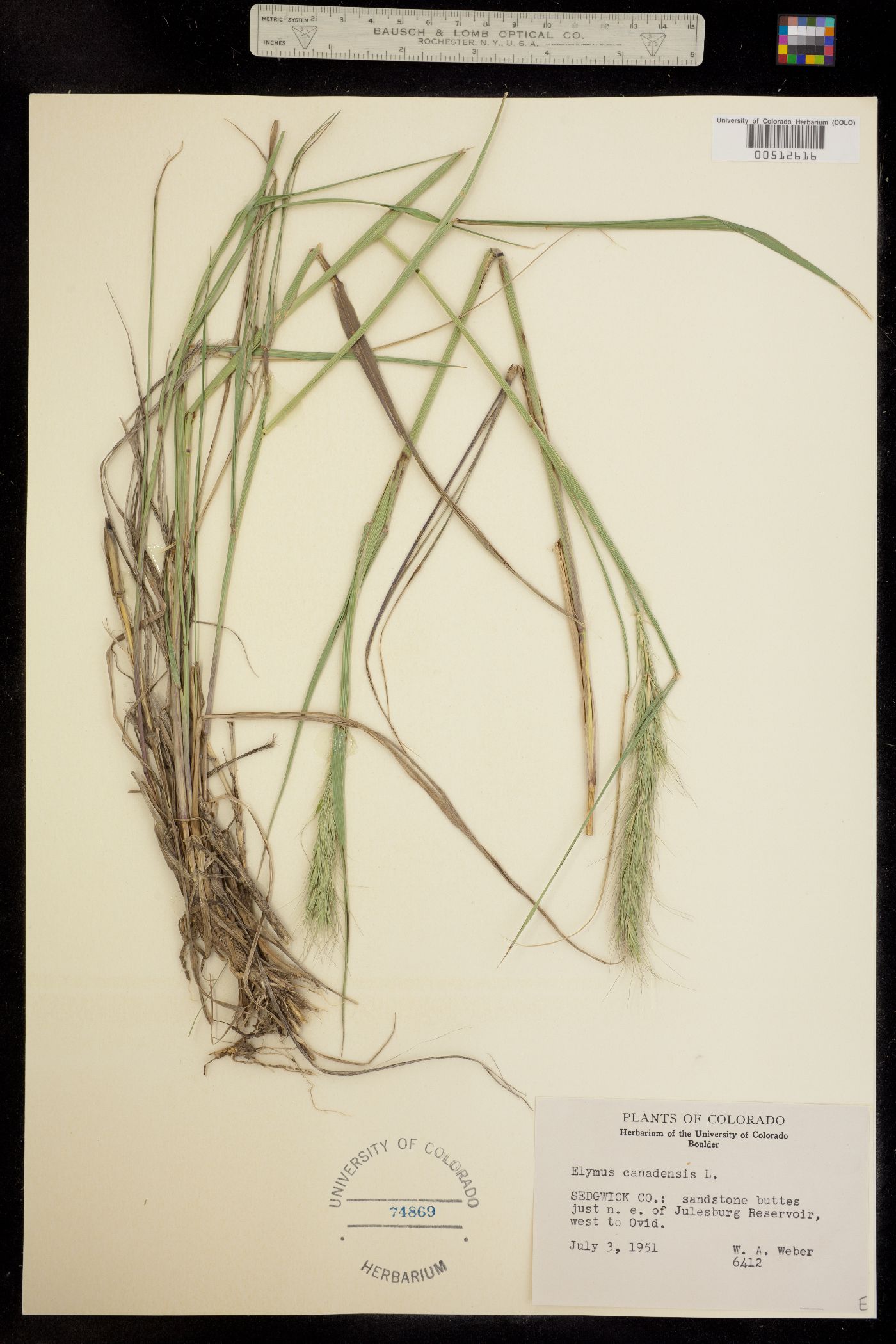 Elymus canadensis image
