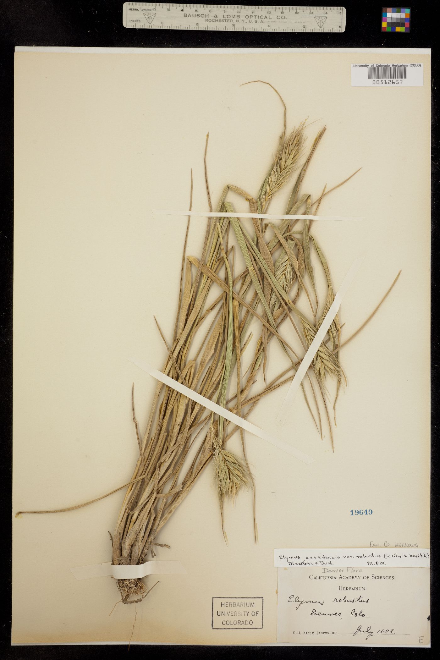 Elymus canadensis image