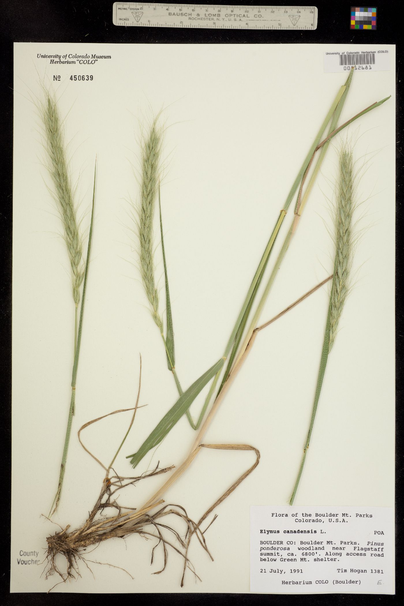 Elymus image