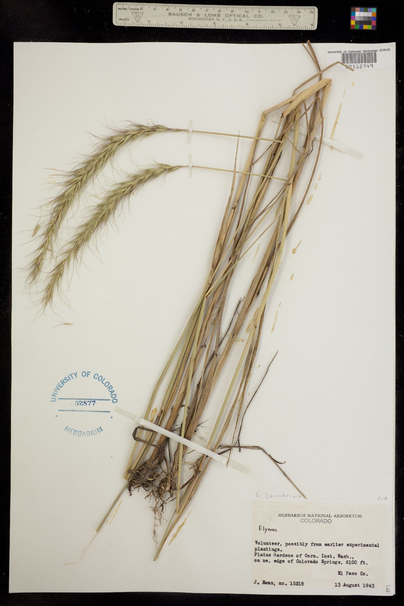 Elymus canadensis image