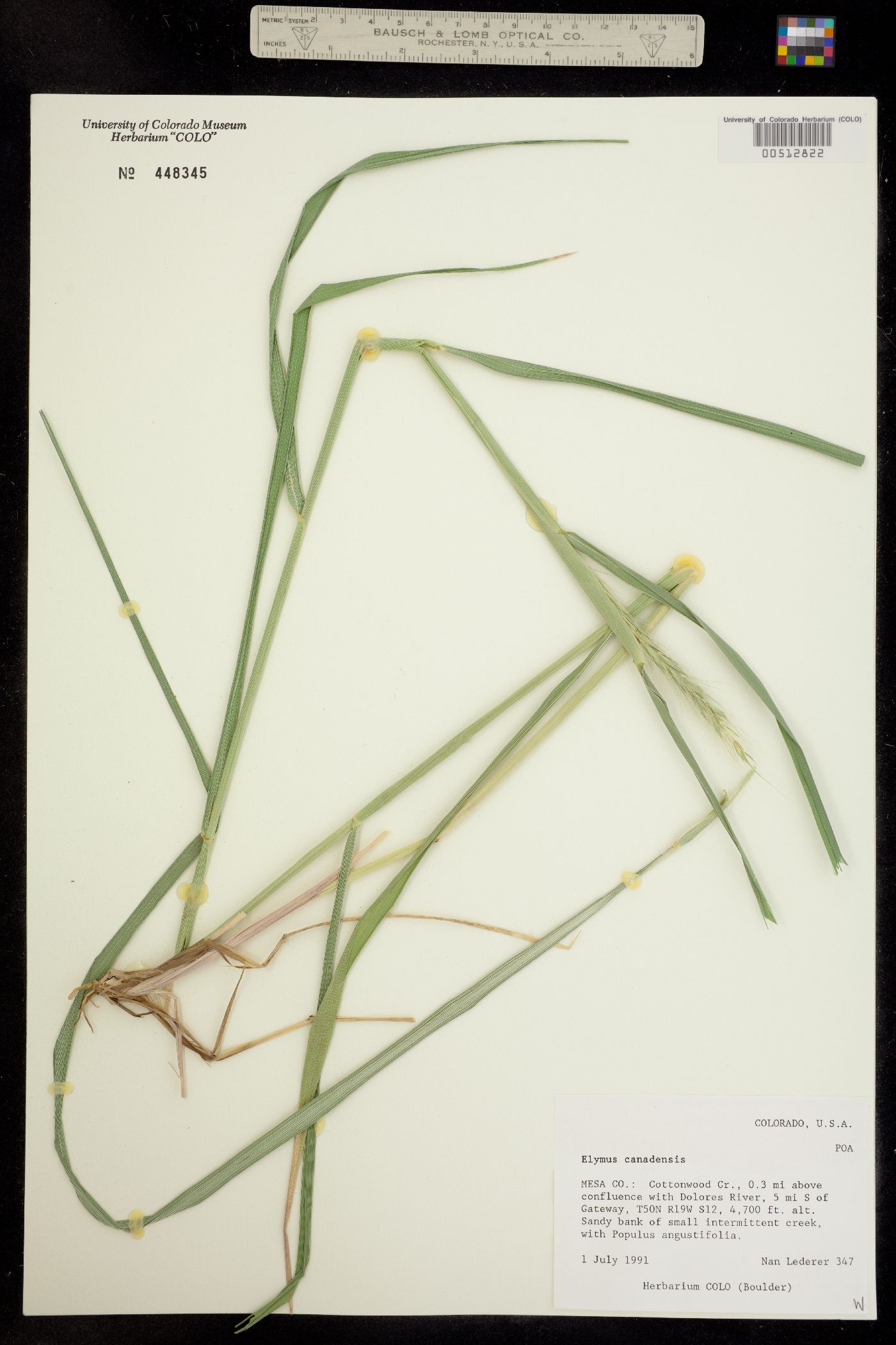 Elymus canadensis image