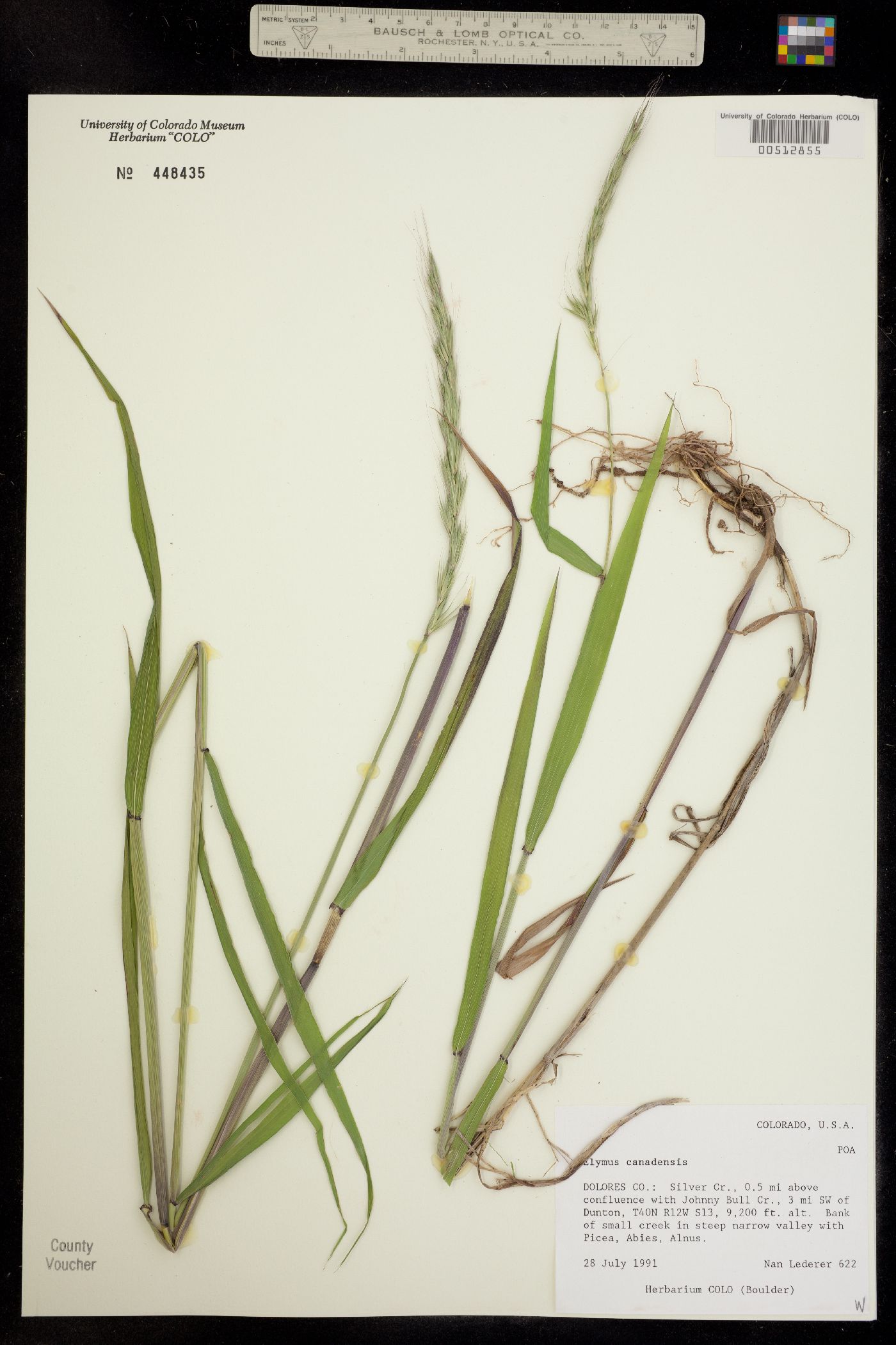 Elymus image