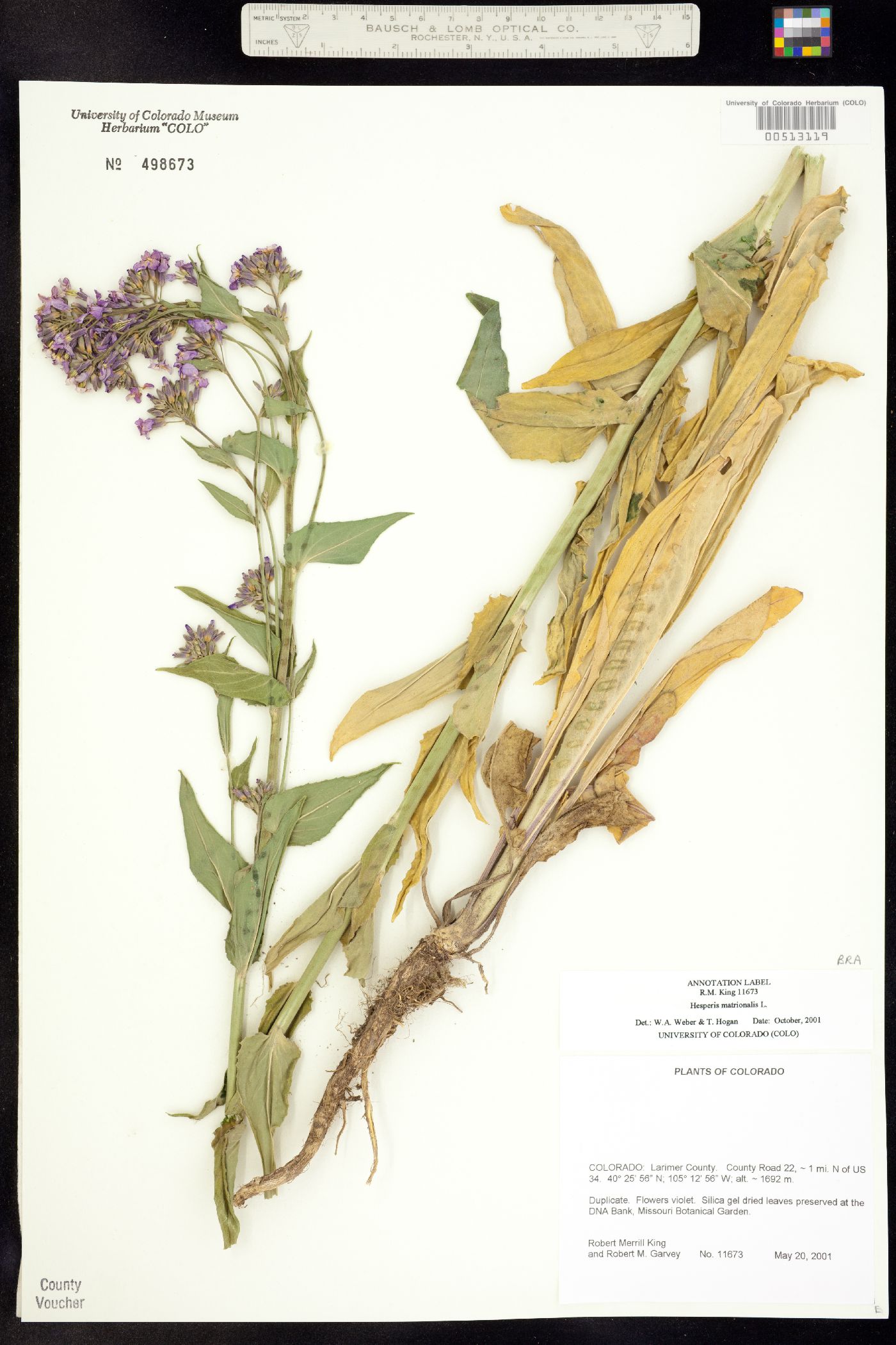 Hesperis matronalis image
