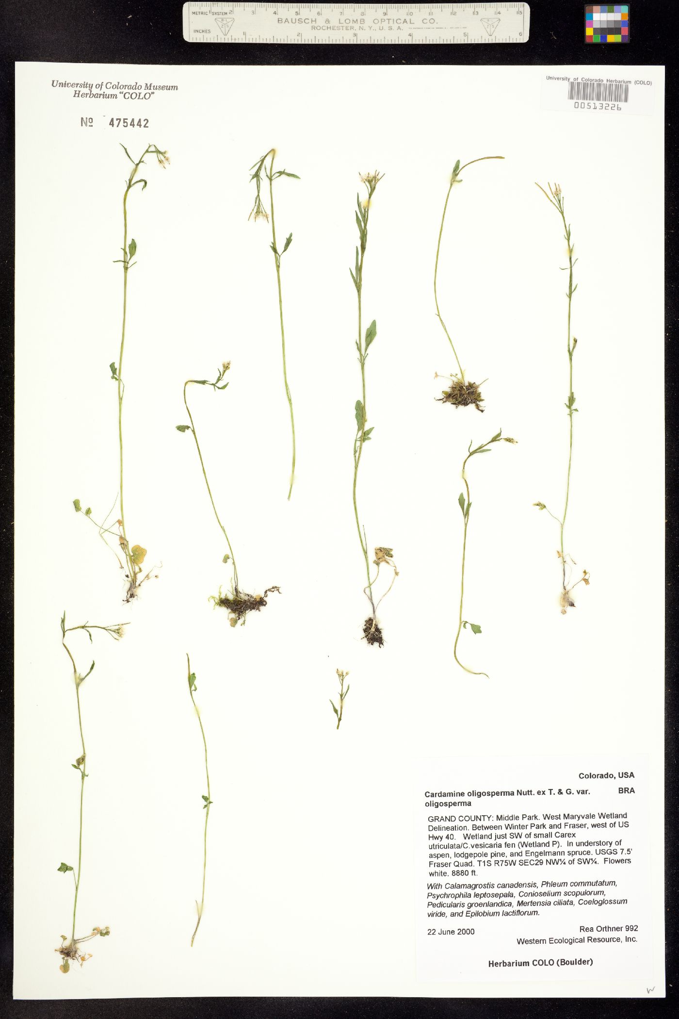 Cardamine oligosperma image