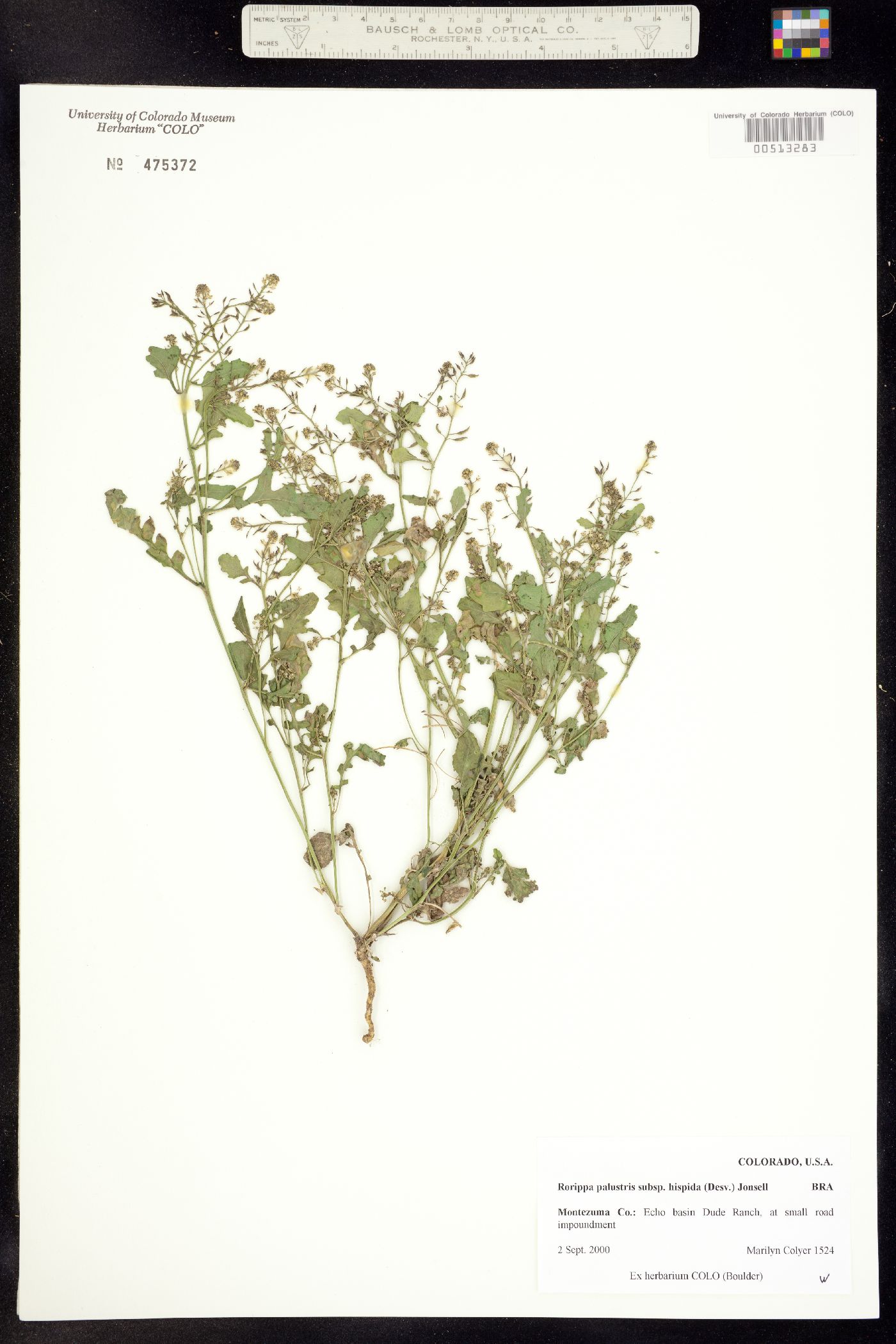 Rorippa palustris ssp. hispida image