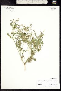 Rorippa palustris ssp. hispida image