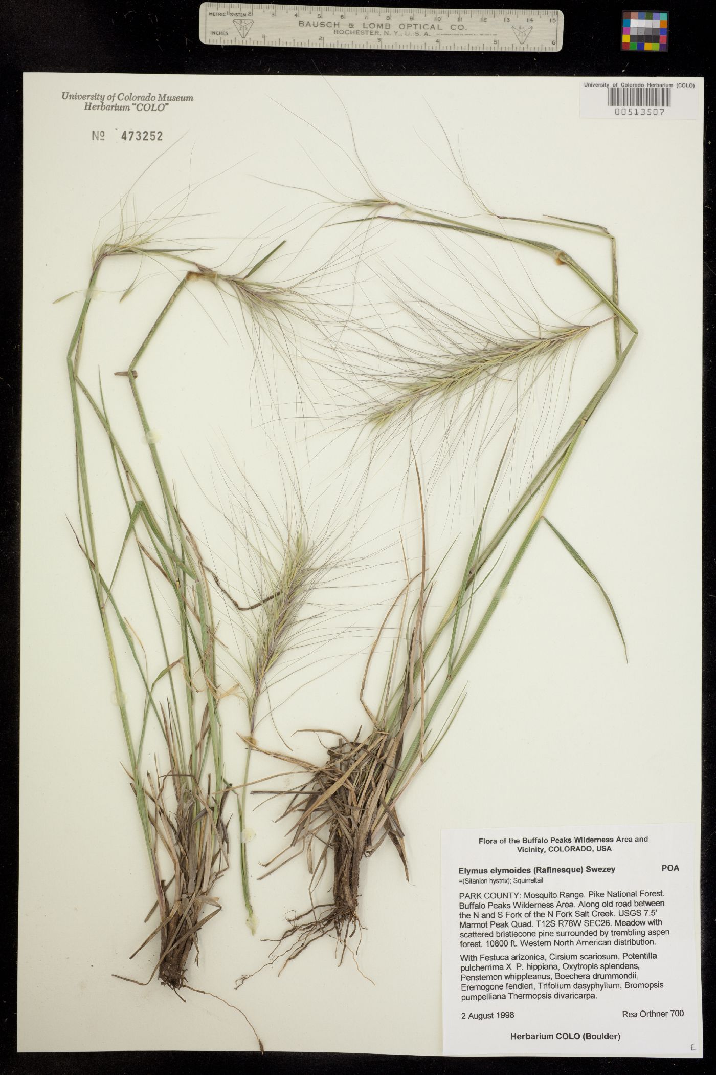 Elymus elymoides image